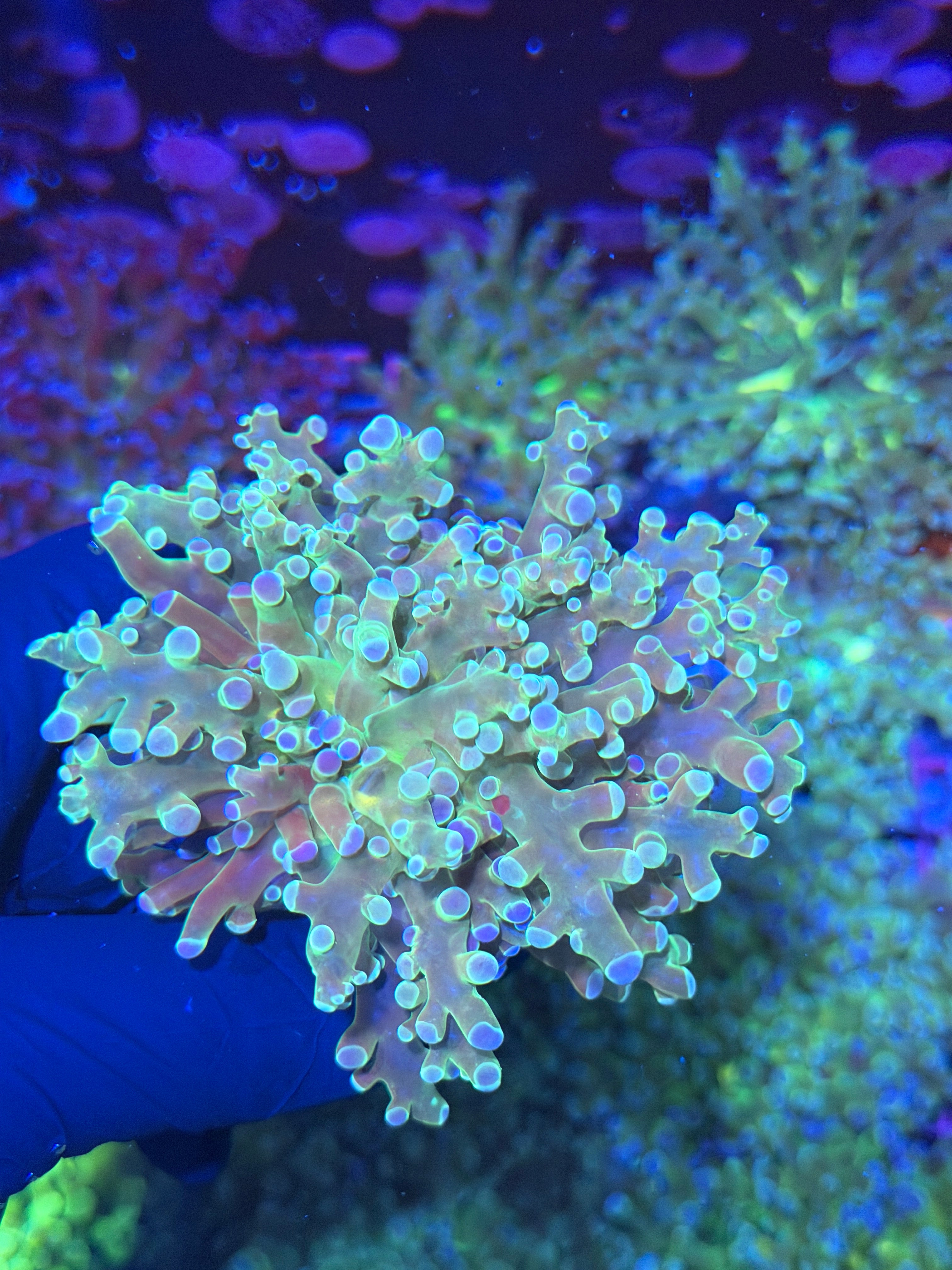 JEA Holy Relic Frogspawn Coral 1 XL Head 7/22