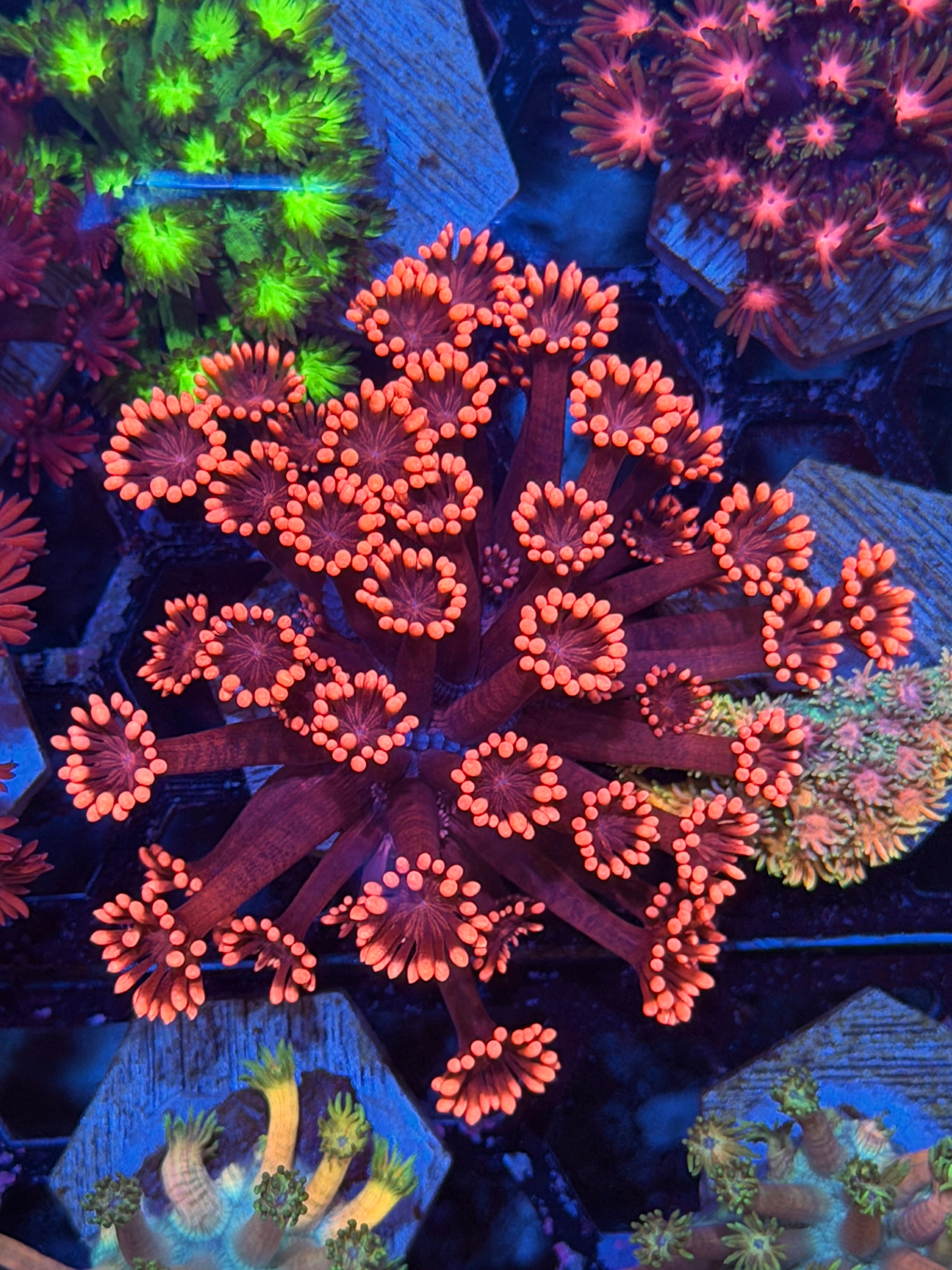 JEA Lava Burst Goniopora Coral *New Release* 3/17