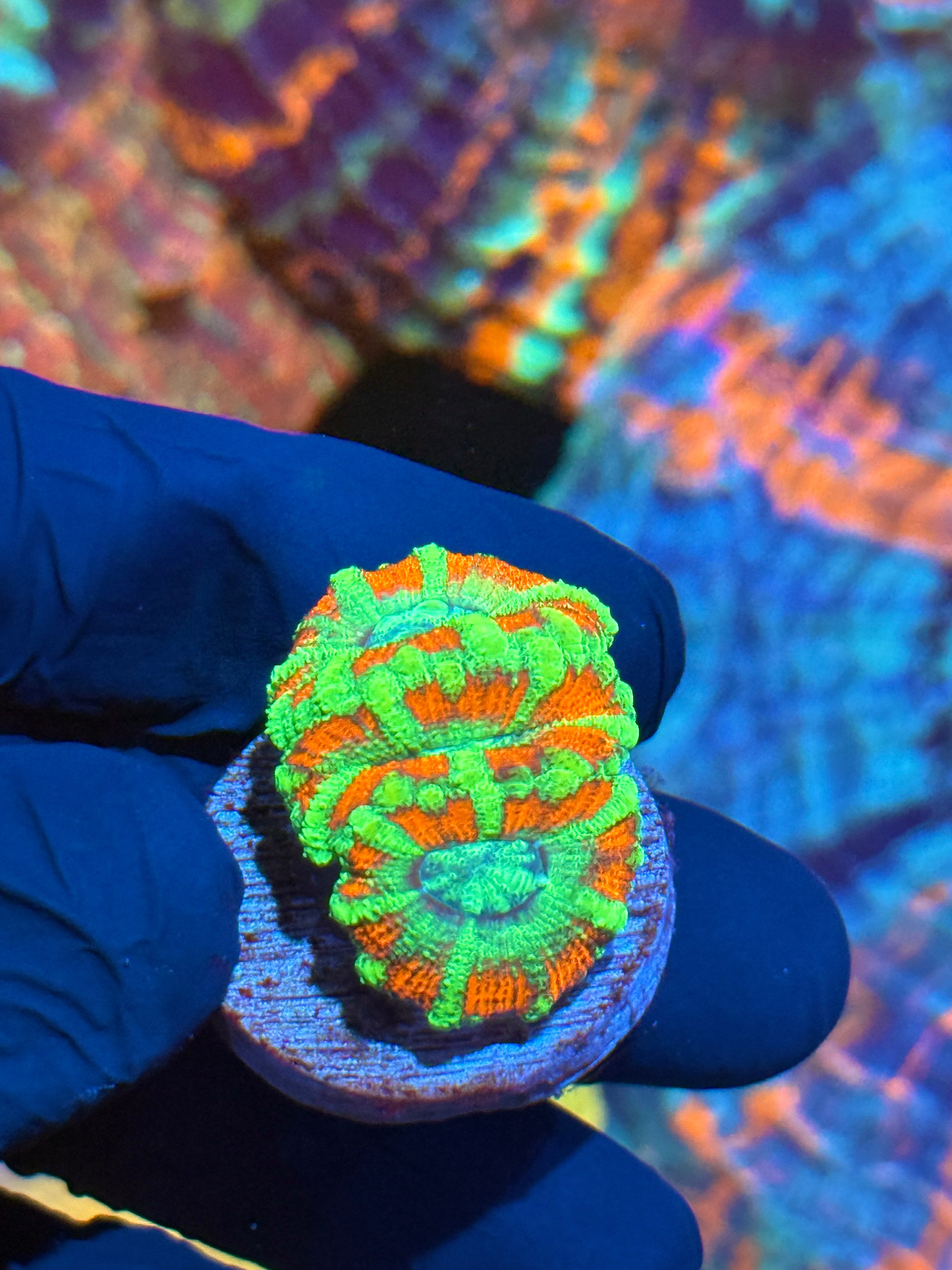 JEA Watermelon Splash Asian Acans 2 XL Heads