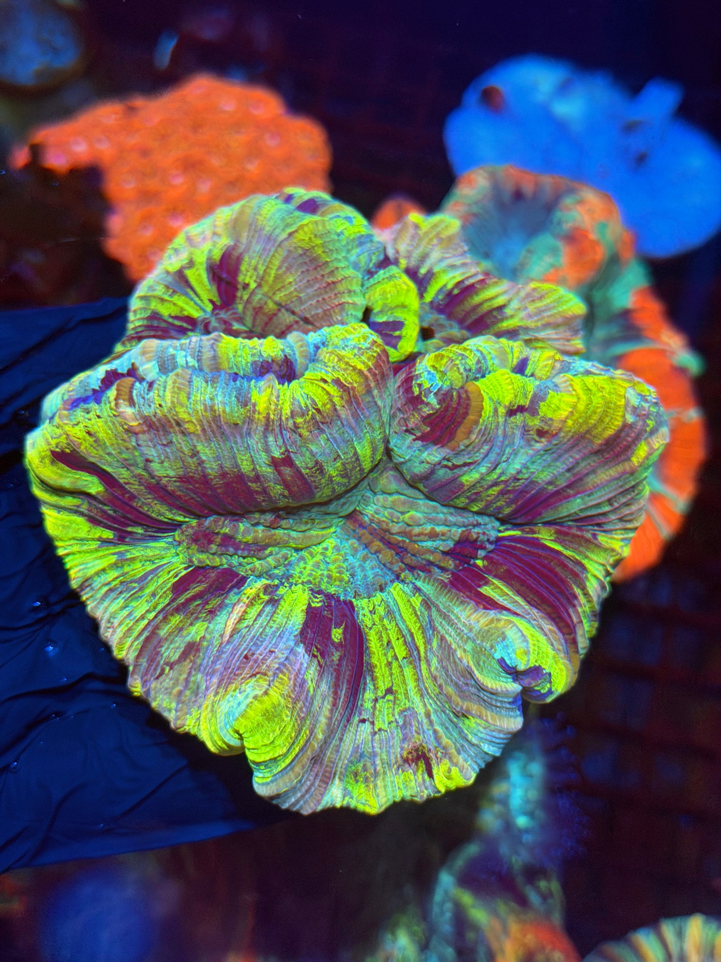 Rainbow Trachyphyllia Meat Coral XL 5/15