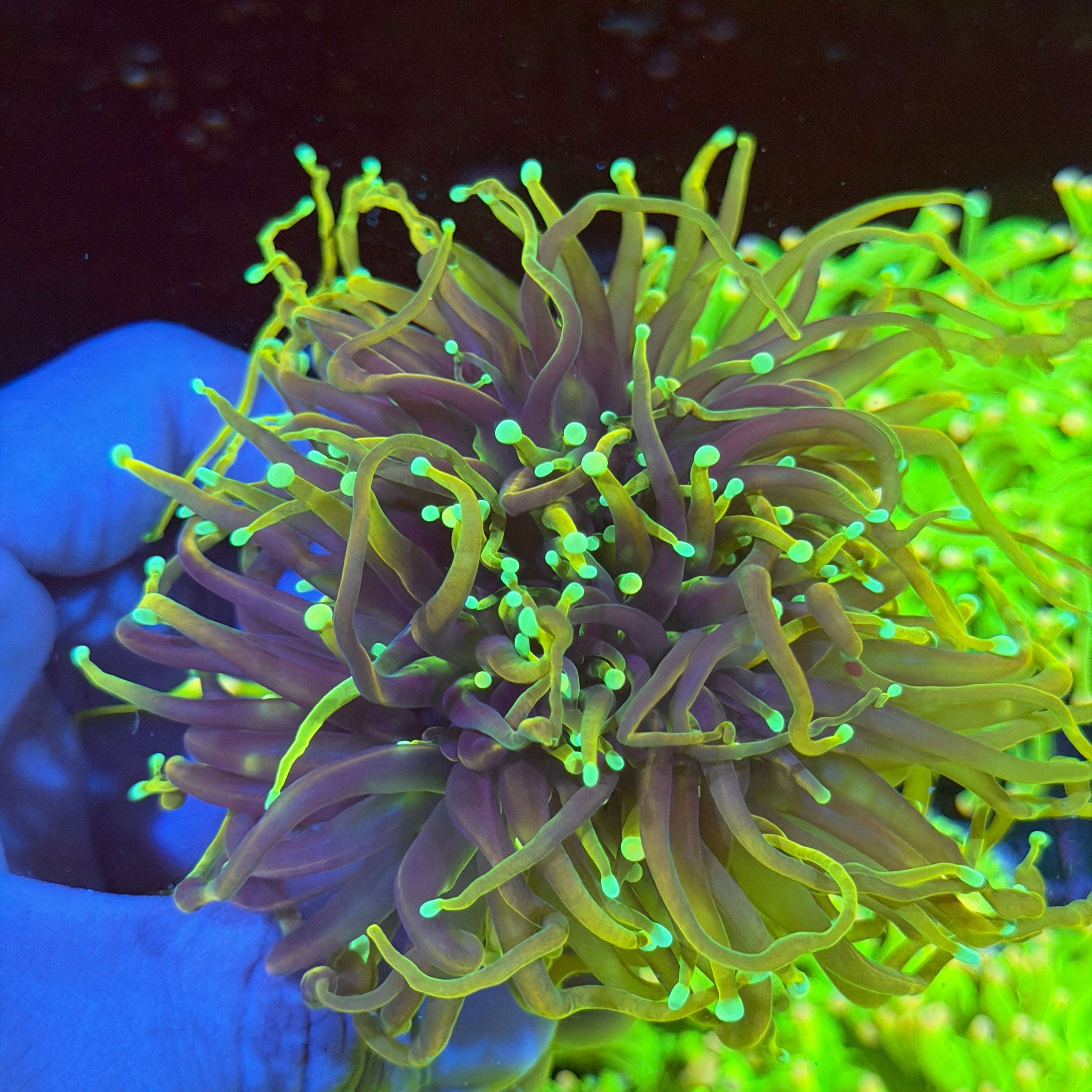 JEA Dragon Fire Torch Coral Mini Colony XXXL 6/4