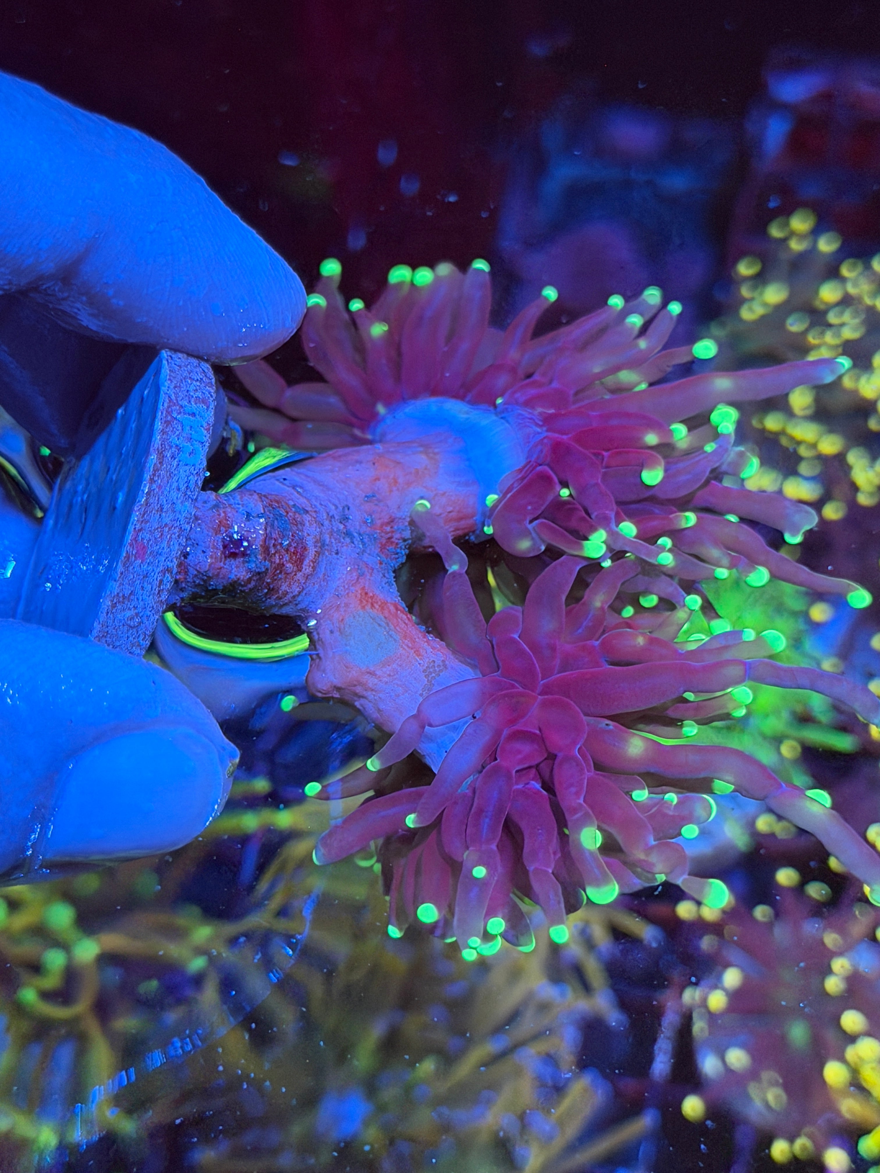 Oddball Tiger Torch Coral Mini Colony XXL