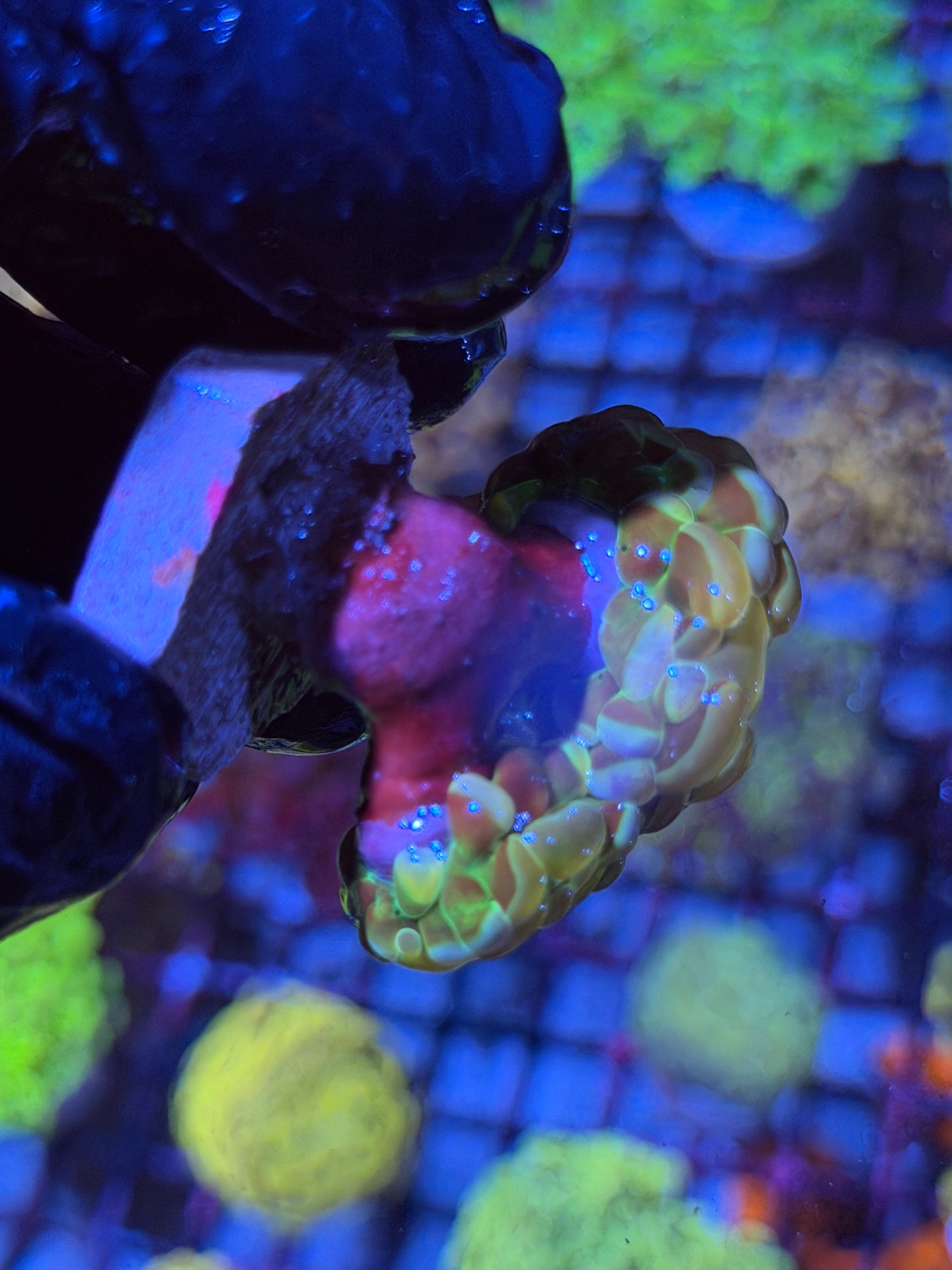 JEA Rainbow Dreams Hammer Coral 2 XL Head