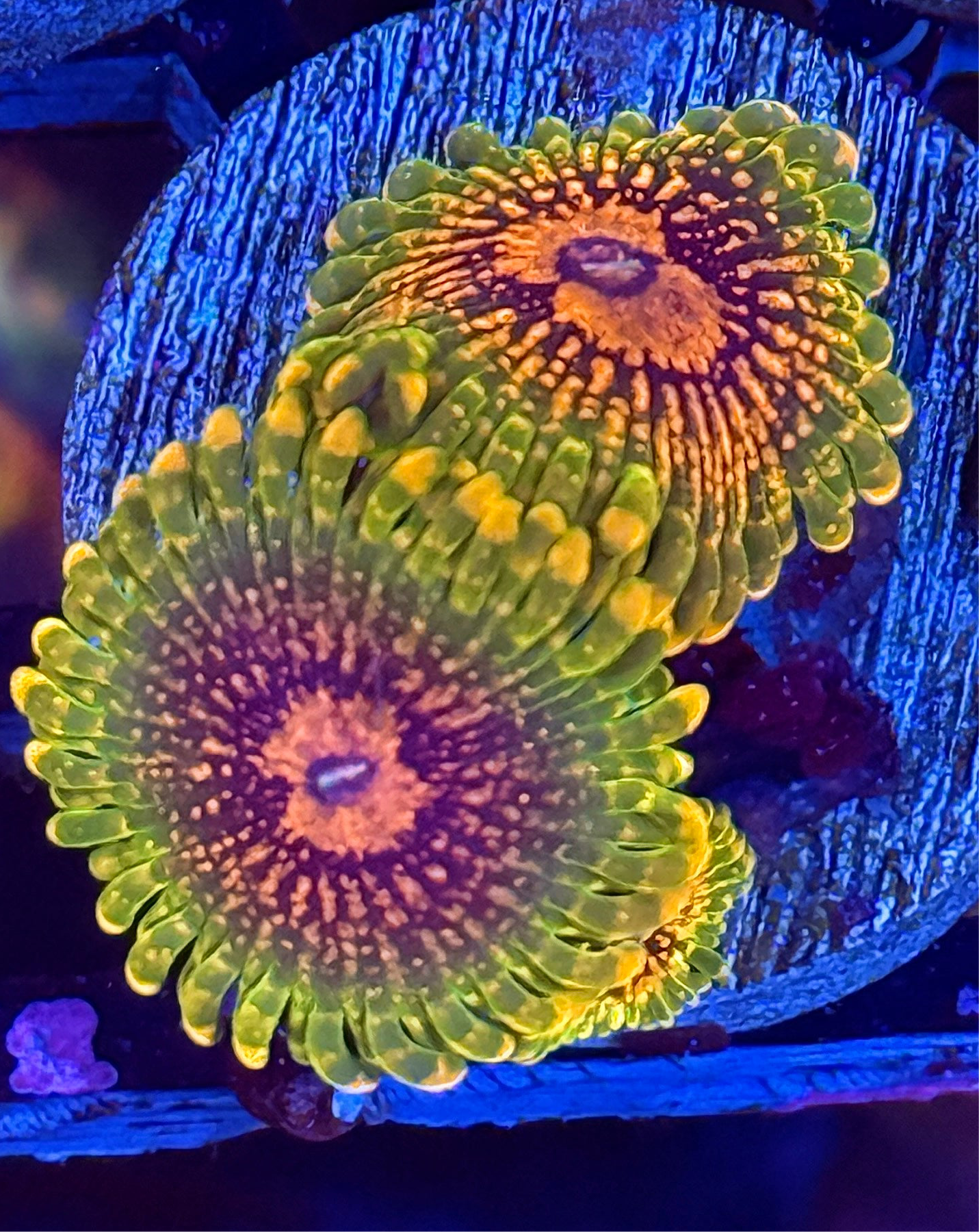 GMK Grand Master Krakatoa Zoanthid Coral 3 XL Polyps