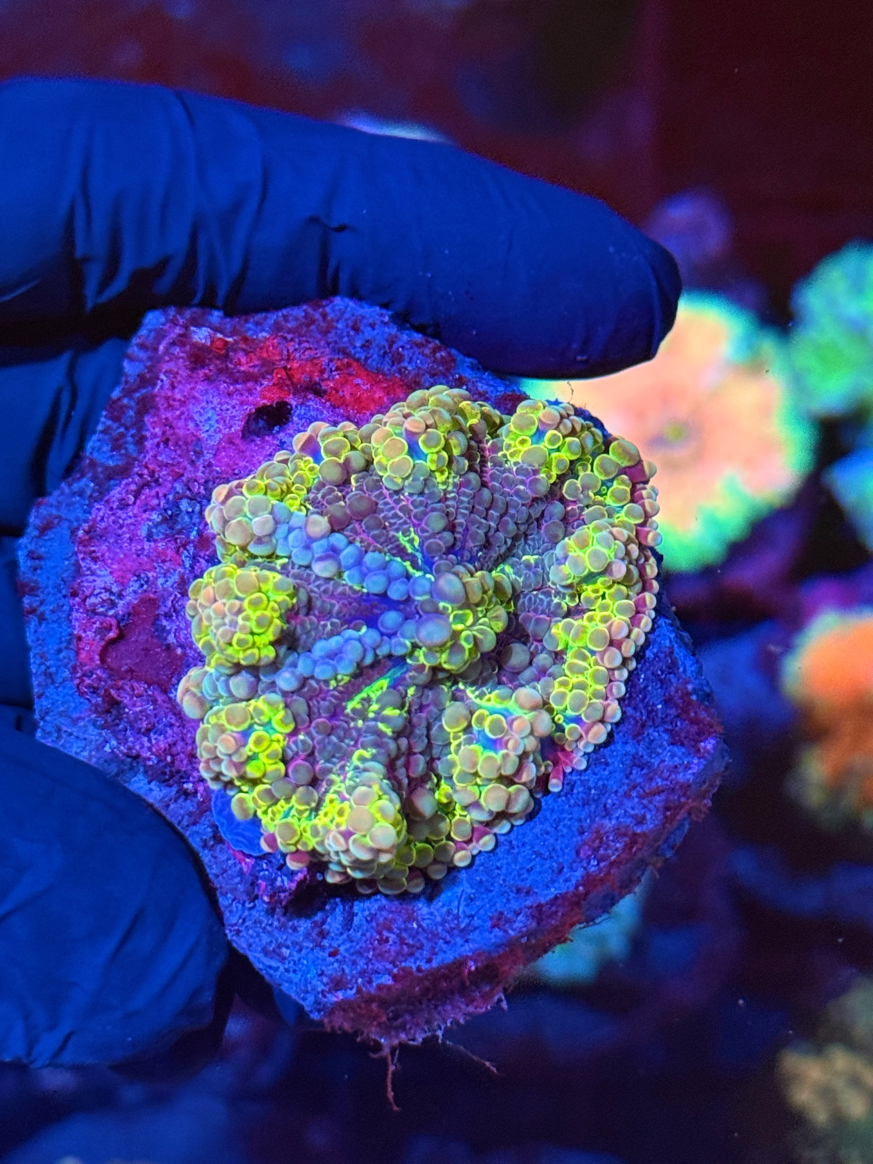 JEA Rainbow Confetti Gumball Yuma Mushroom Coral XL