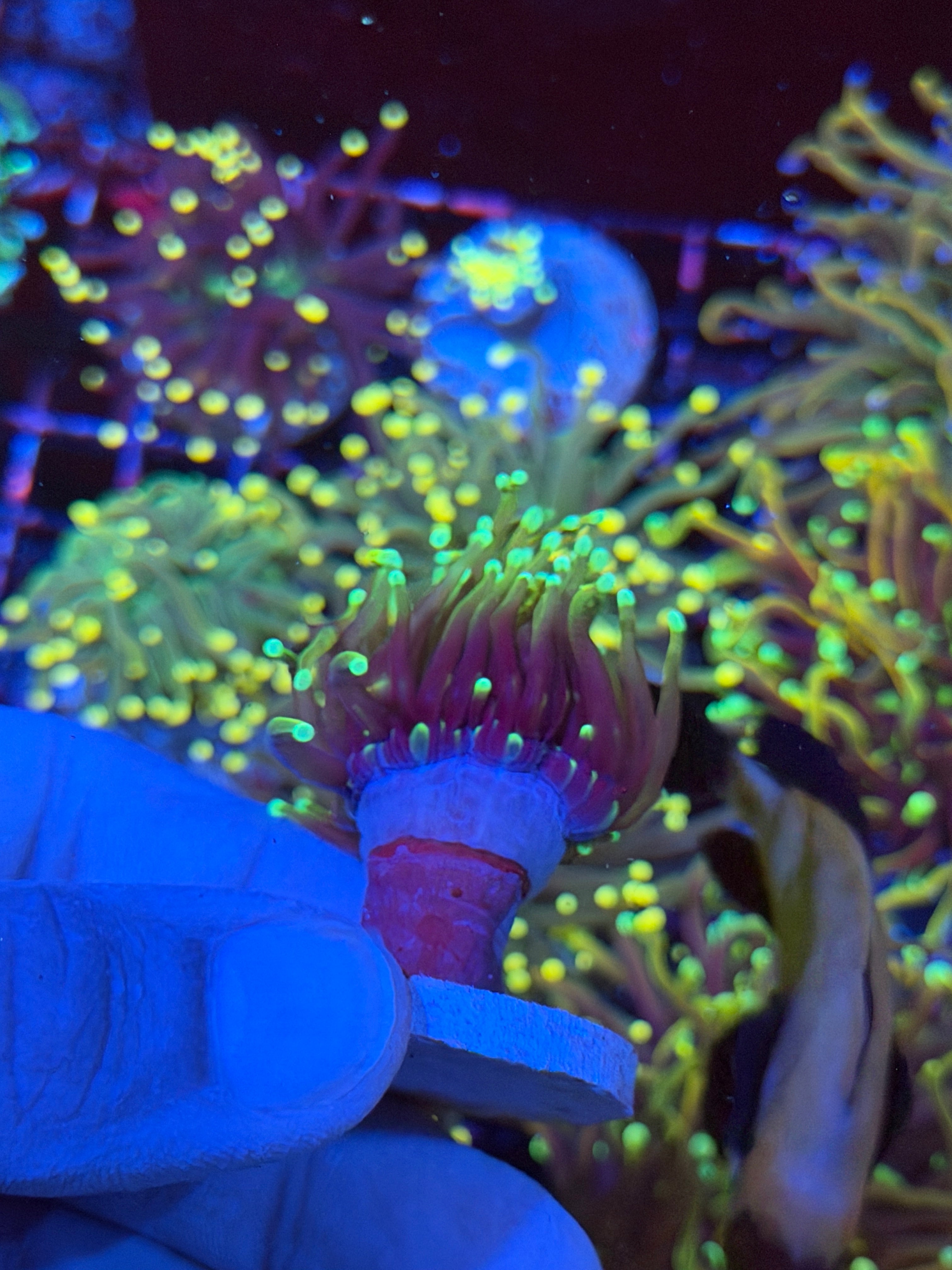 JEA Dragon Fire Torch Coral 1 XL Head