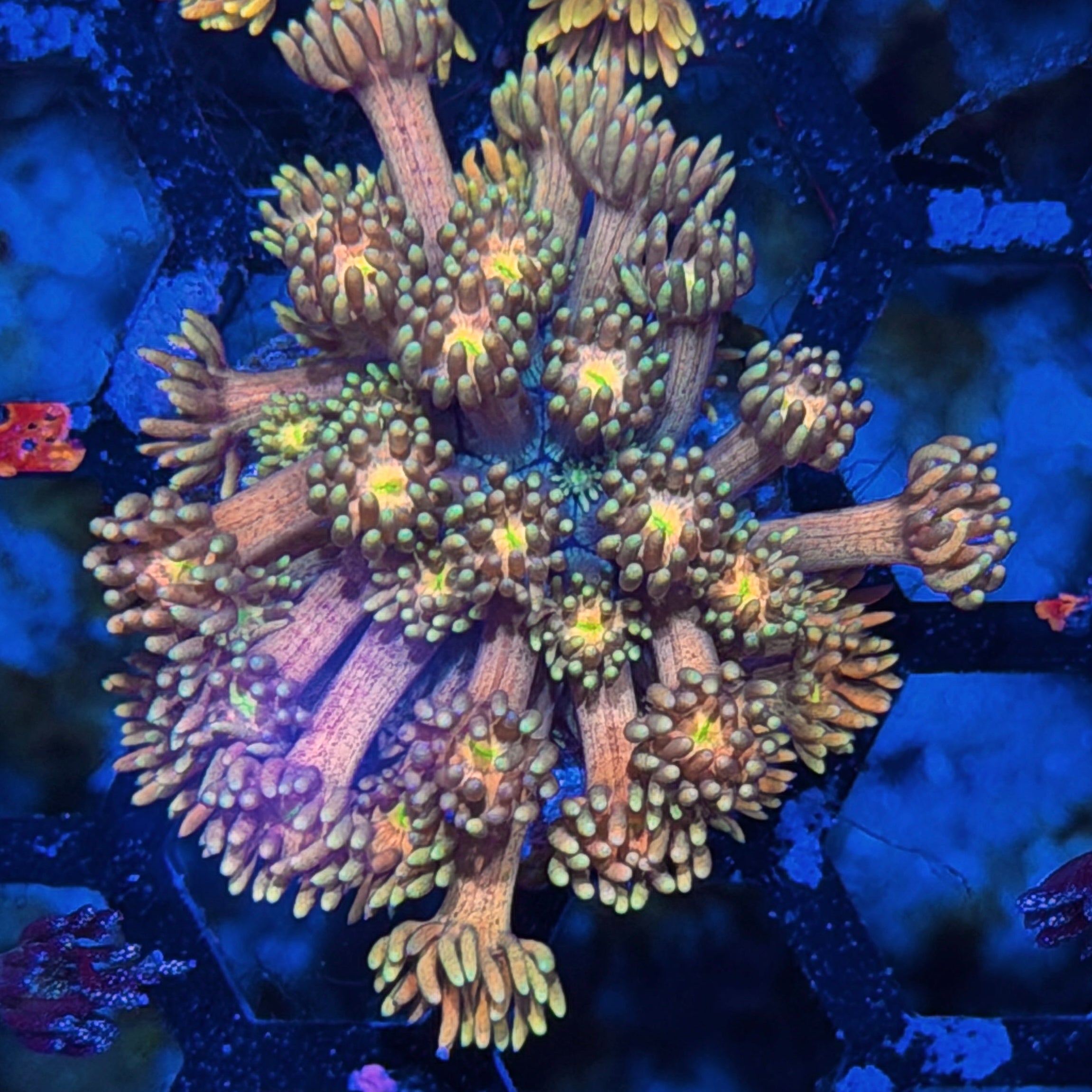 JEA Rainbow Incinerator Goniopora Coral *New Release* 8/1