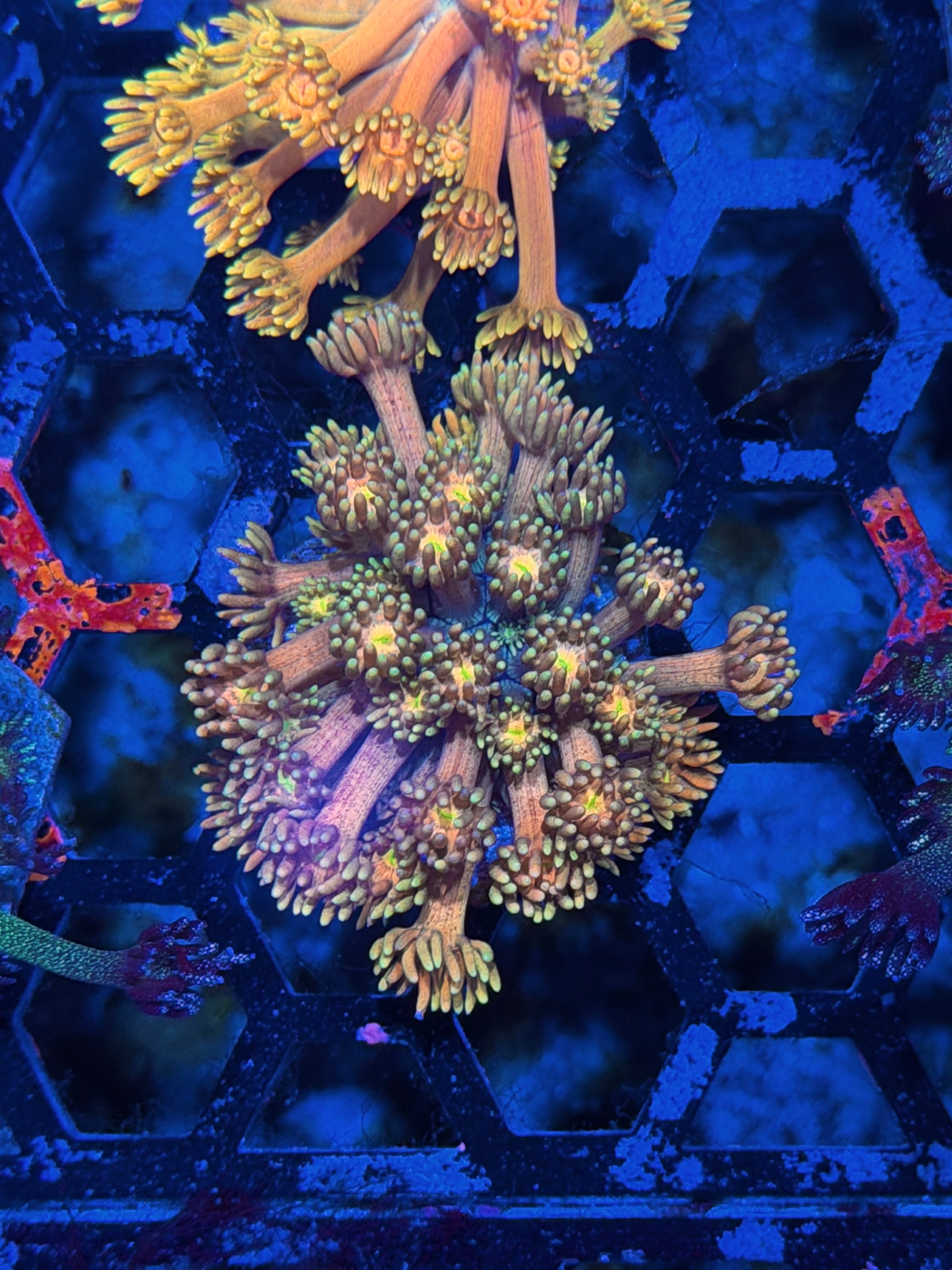 JEA Rainbow Incinerator Goniopora Coral *New Release*
