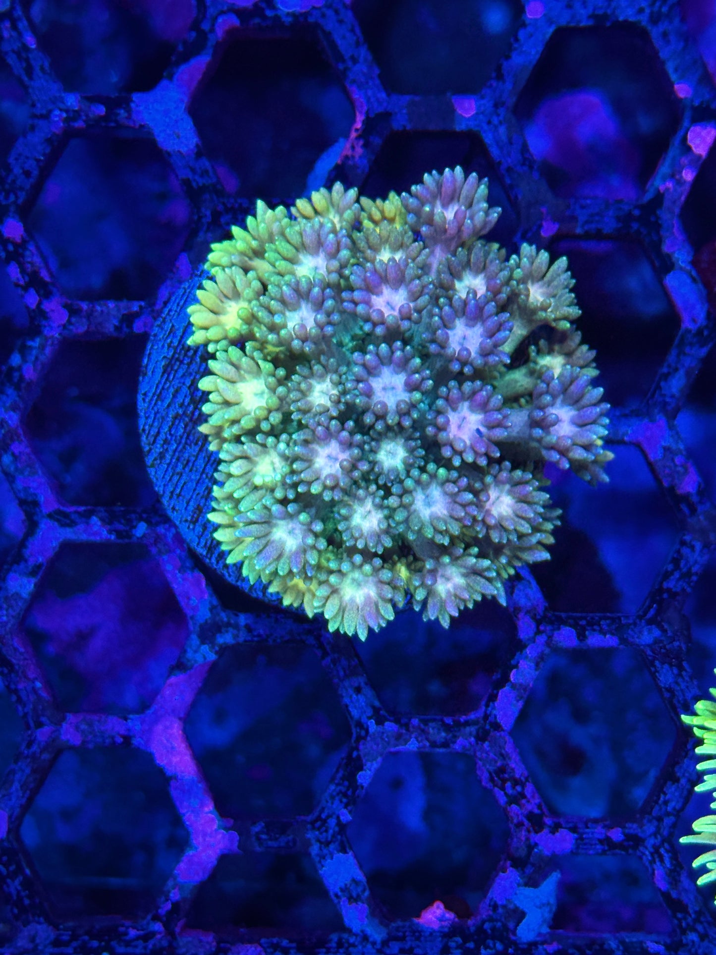 JEA Rainbow Tie Dye Goniopora Coral
