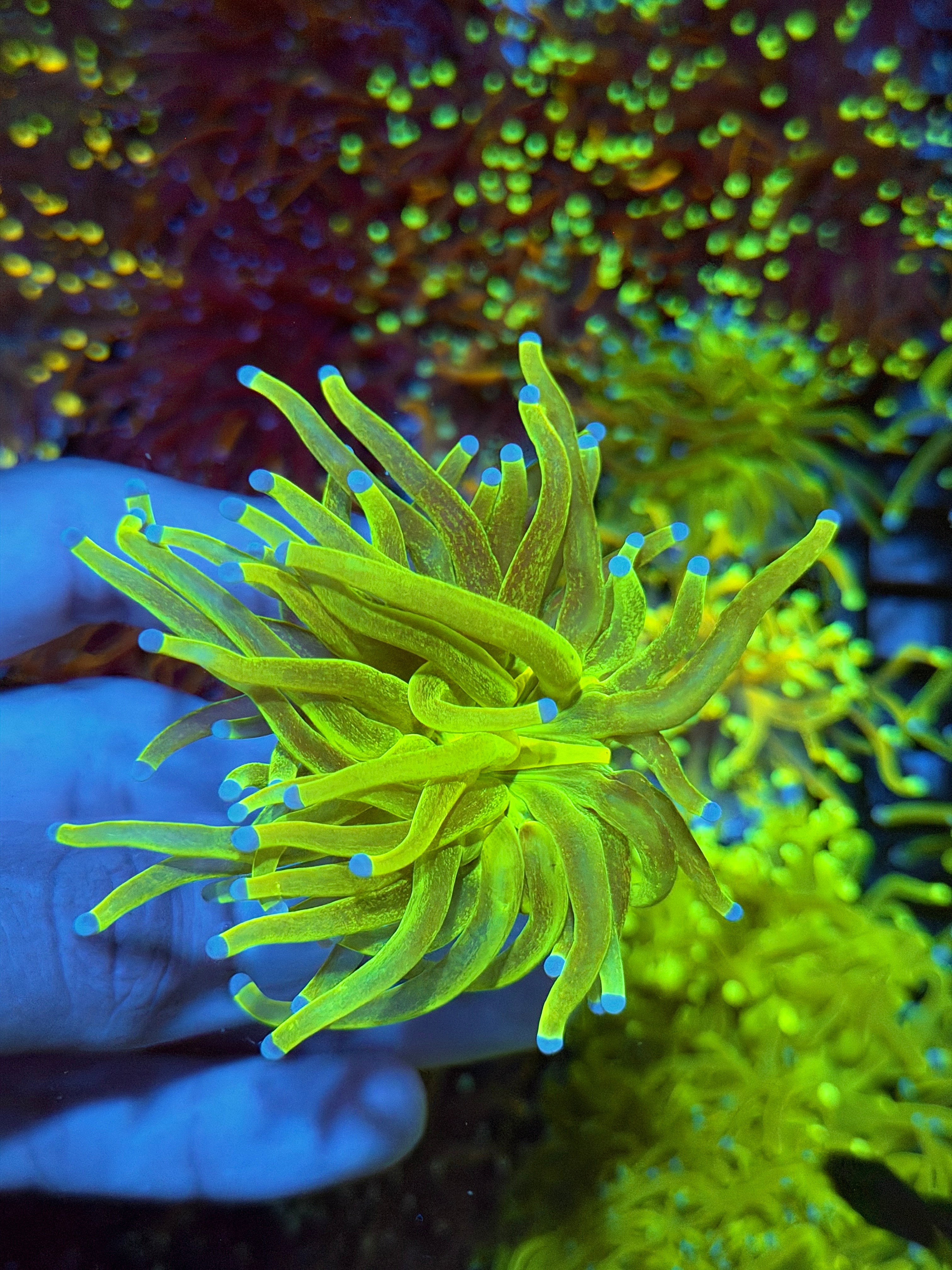 JEA Glitter Holy Grail Torch Coral 1 XXL Head BRIGHT 8/24