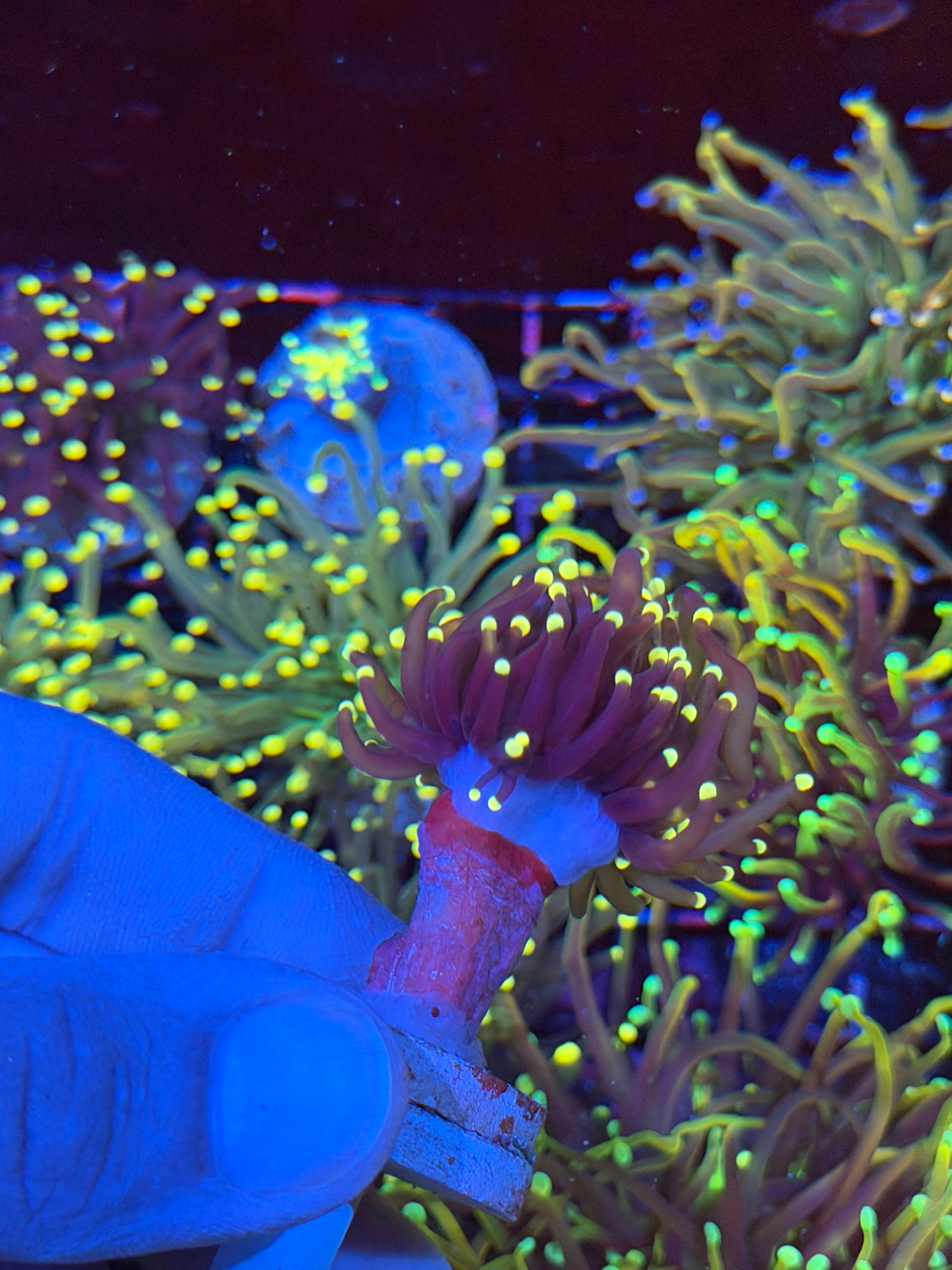 JEA Joker Torch Coral Splitting 2 Heads XL