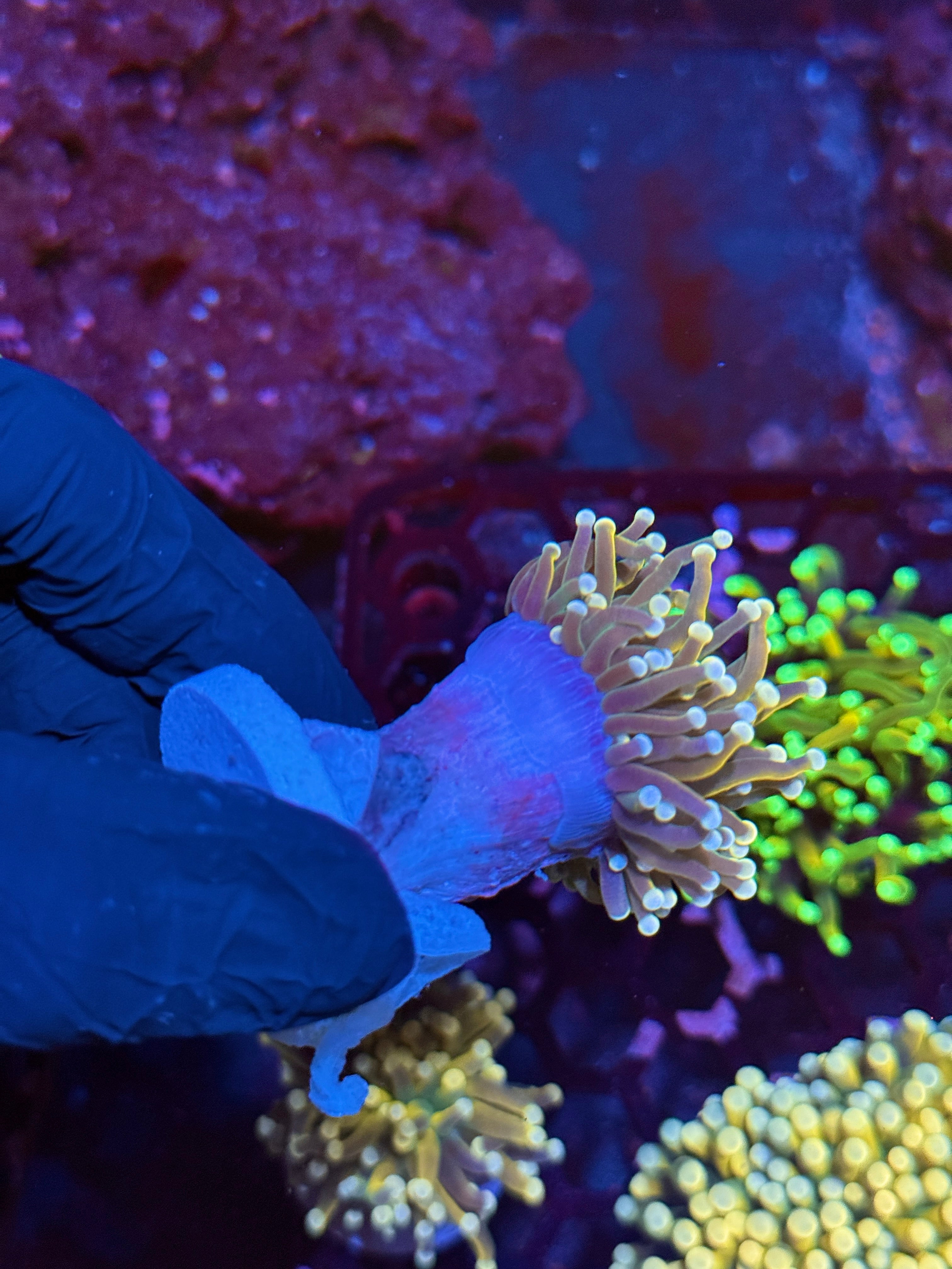 JEA Banana Torch Coral Variant 1 XL Head