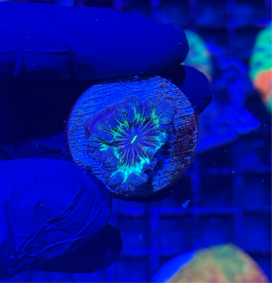 JEA Warp Drive Blastomussa Coral 1 XL Head