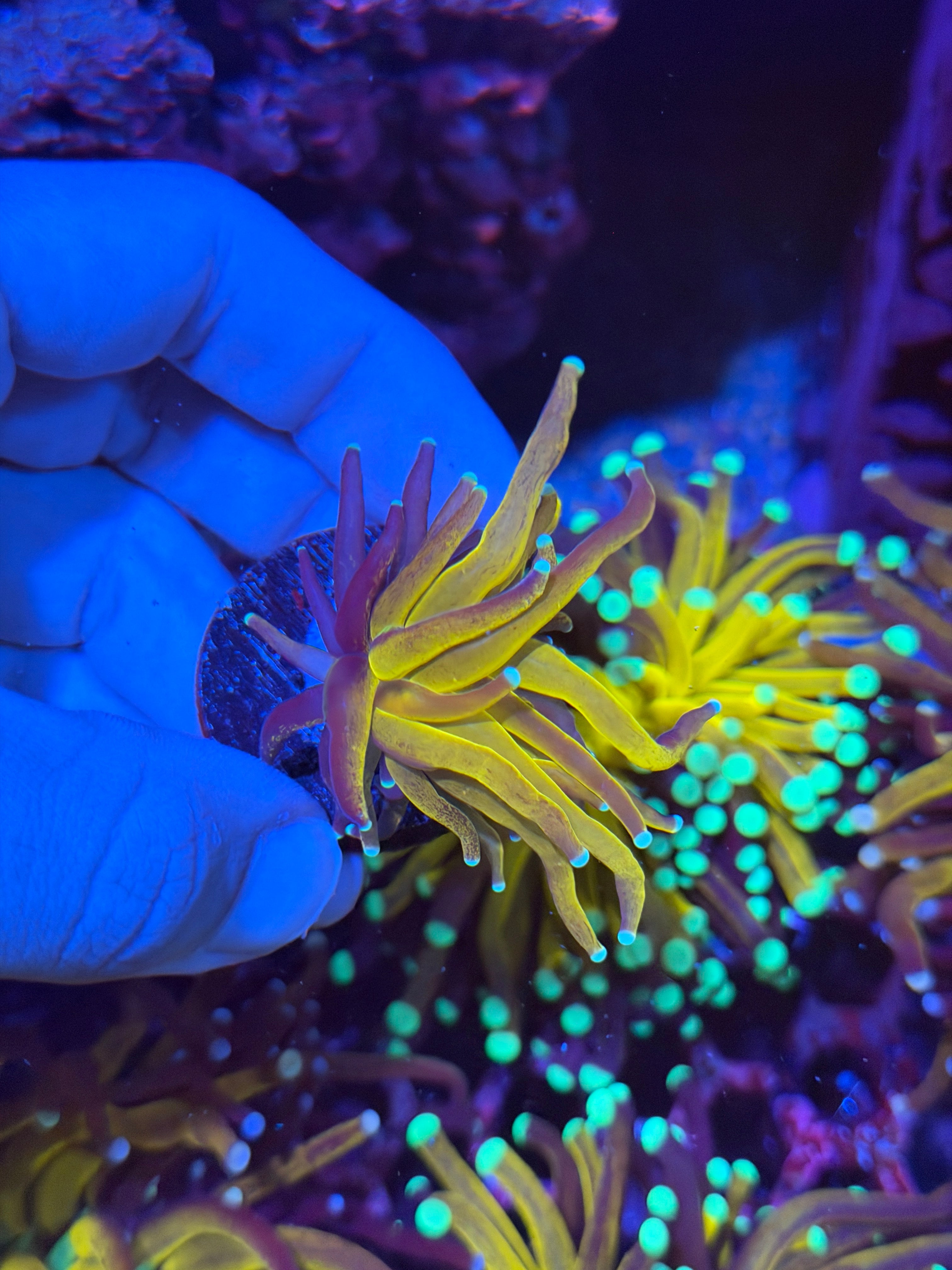 JEA Tiger 2.0 Torch Coral 1 XL Head