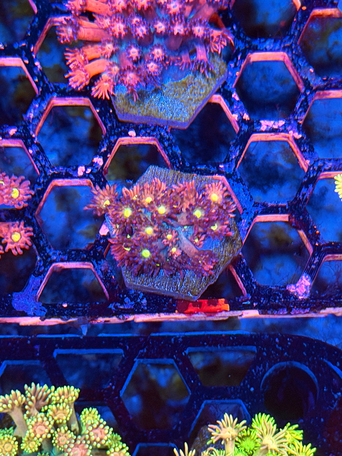JEA Paint Splatter Goniopora Coral