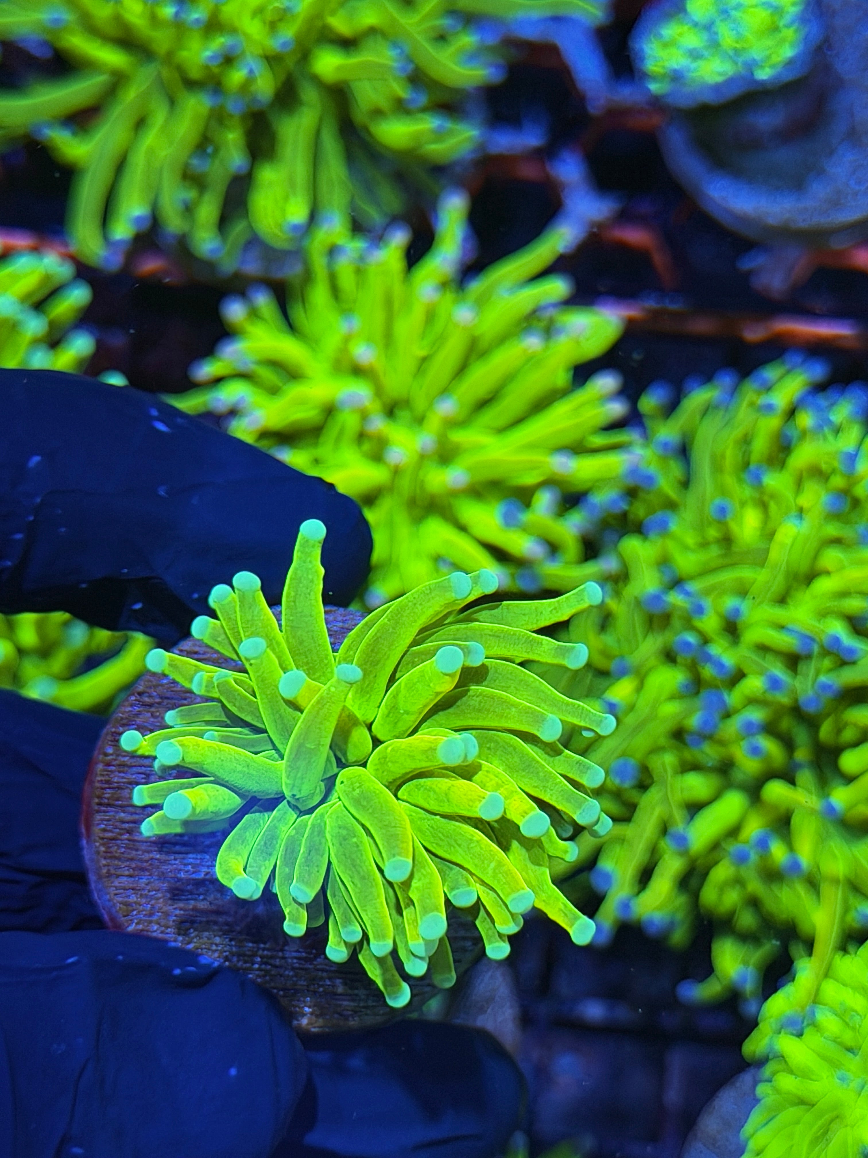 JEA Avalanche Holy Grail Torch Coral 1 Head
