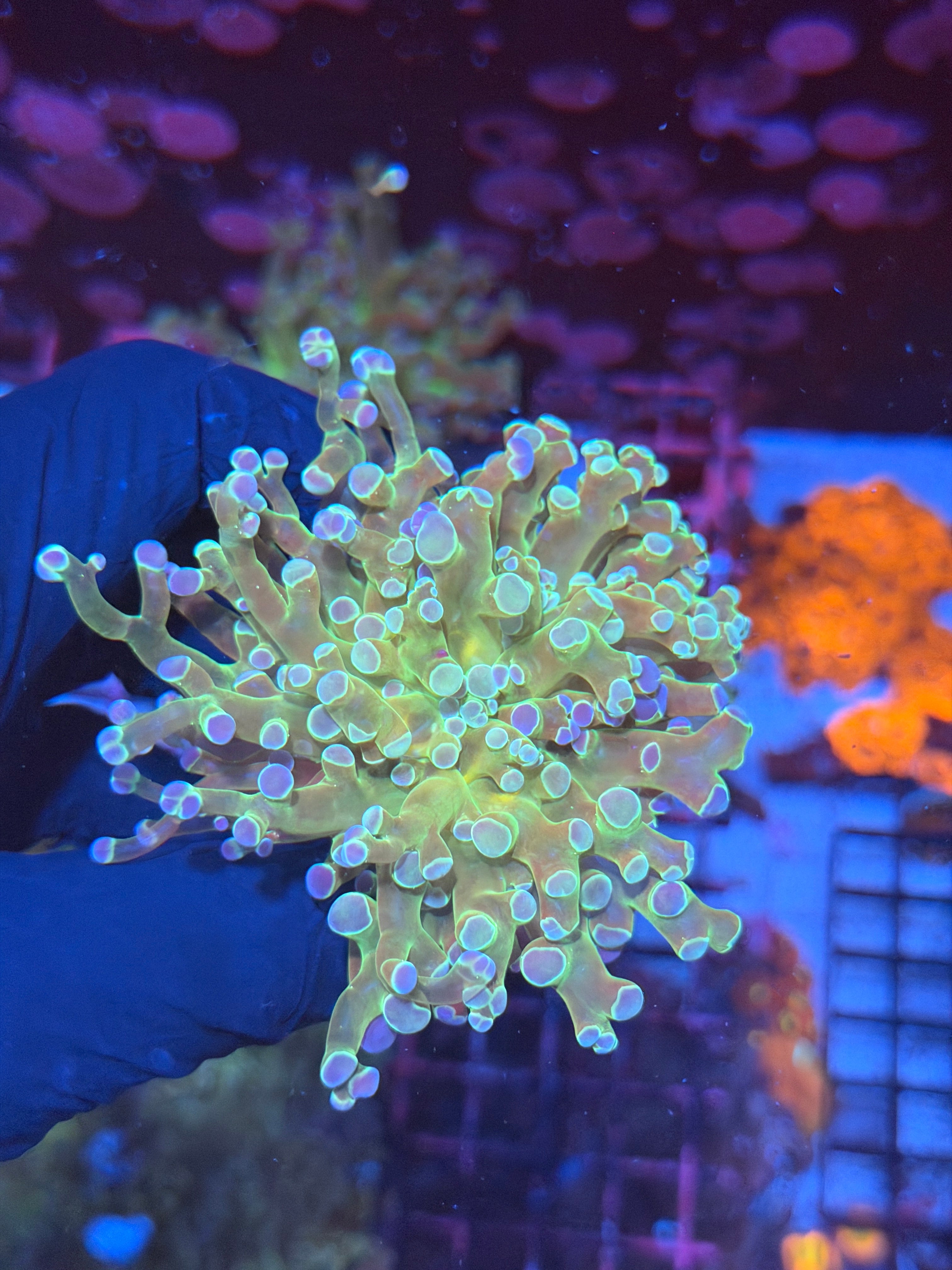 JEA Holy Relic Frogspawn Coral 1 XL Head Splitting 7/31
