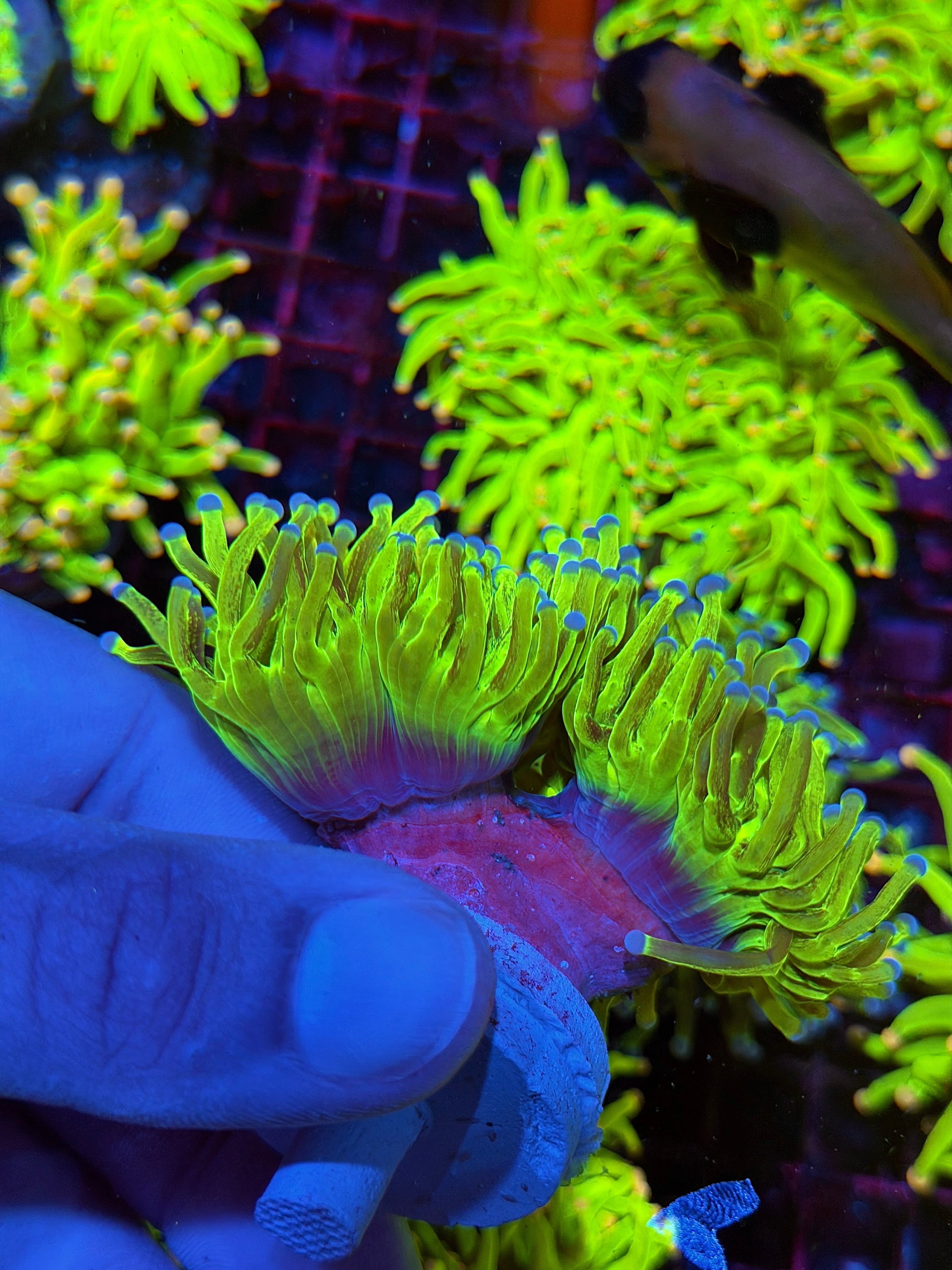 JEA Malaysian Glitter Holy Grail Torch Coral 2 XXL Heads