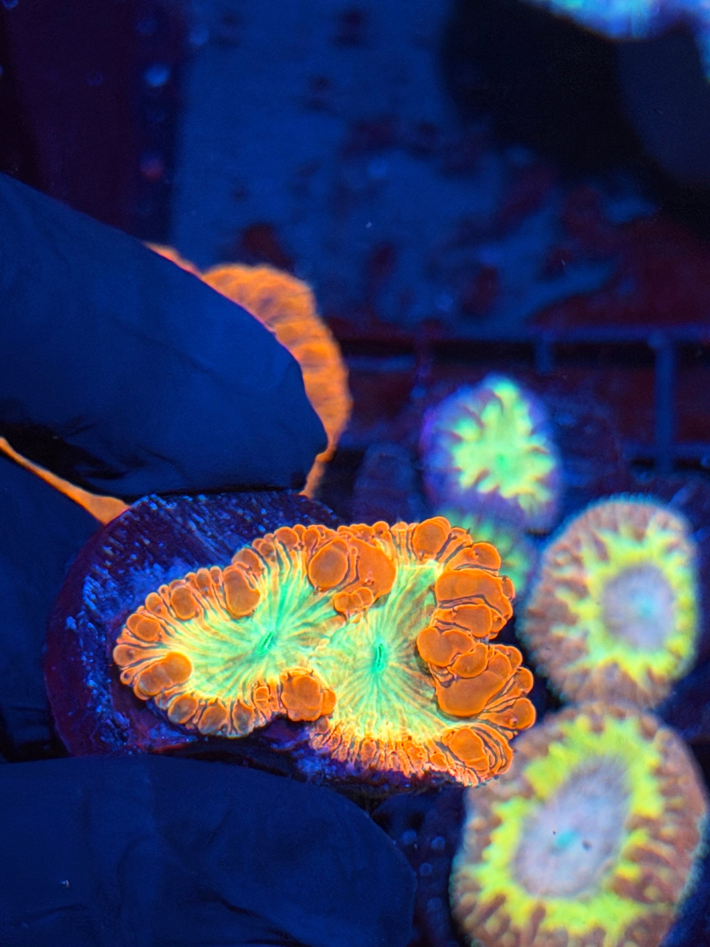 JEA Bloodlust Blastomussa Coral 2 Heads Splitting XL 3/3