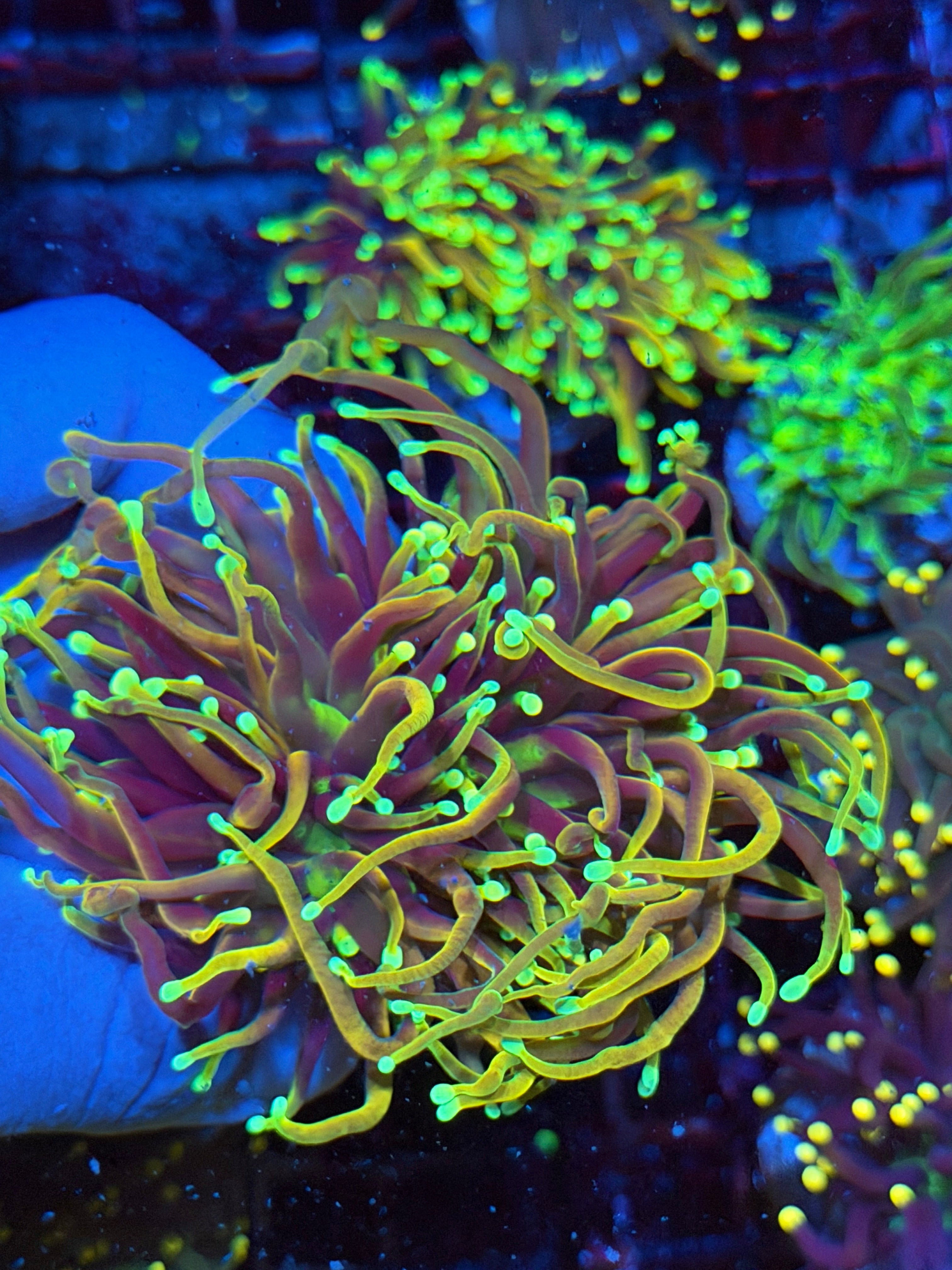 JEA 21 Tails Torch Coral 2 Heads XL