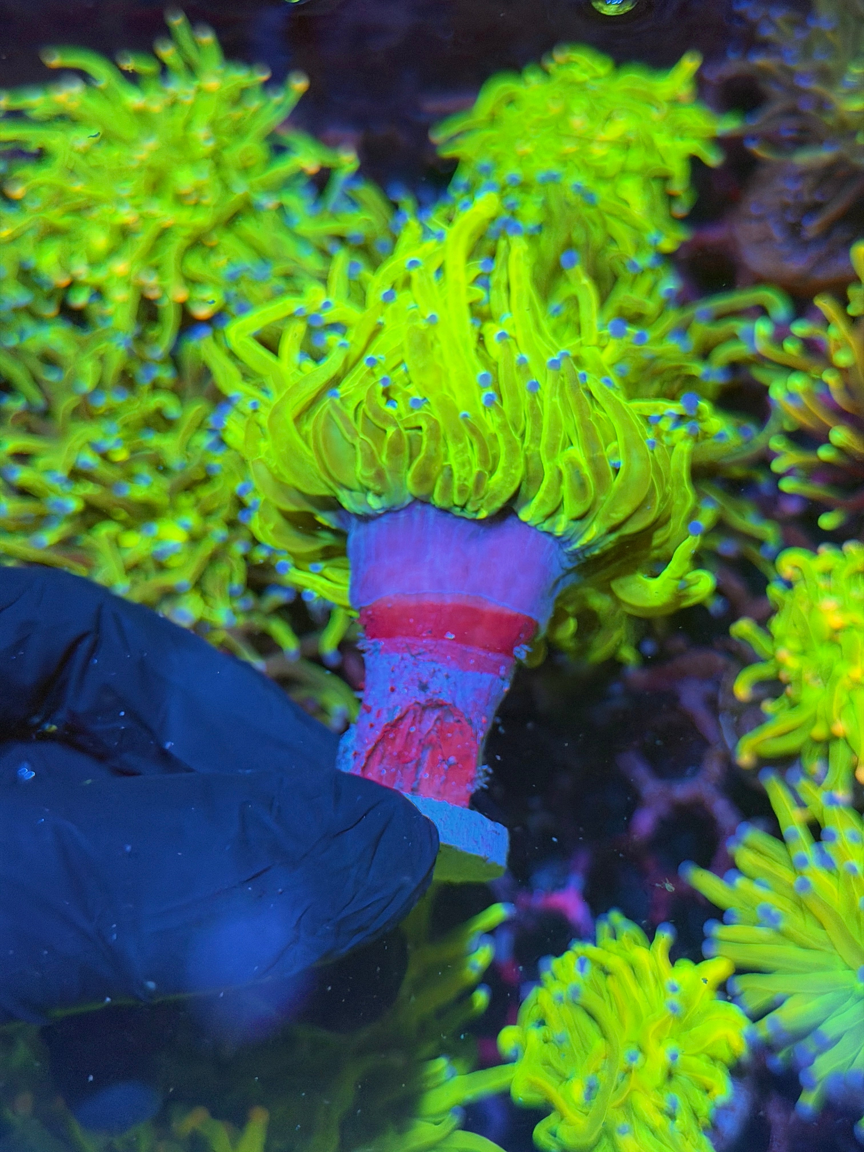 JEA Holy Grail Torch Coral 1 XXXL Head Splitting Show Size 7/9