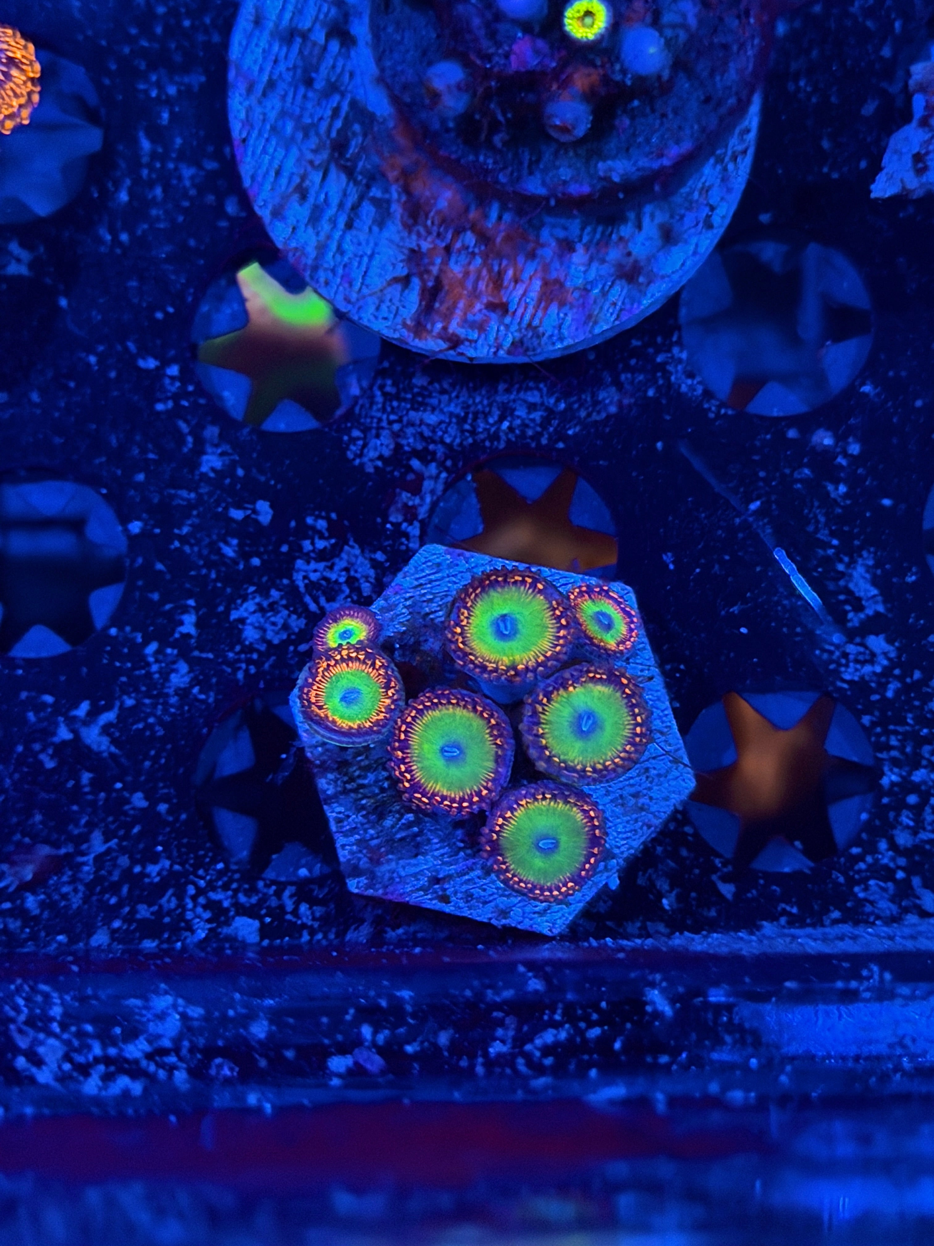 JEA Cosmic Apple Zoanthid Coral 7 Polyps