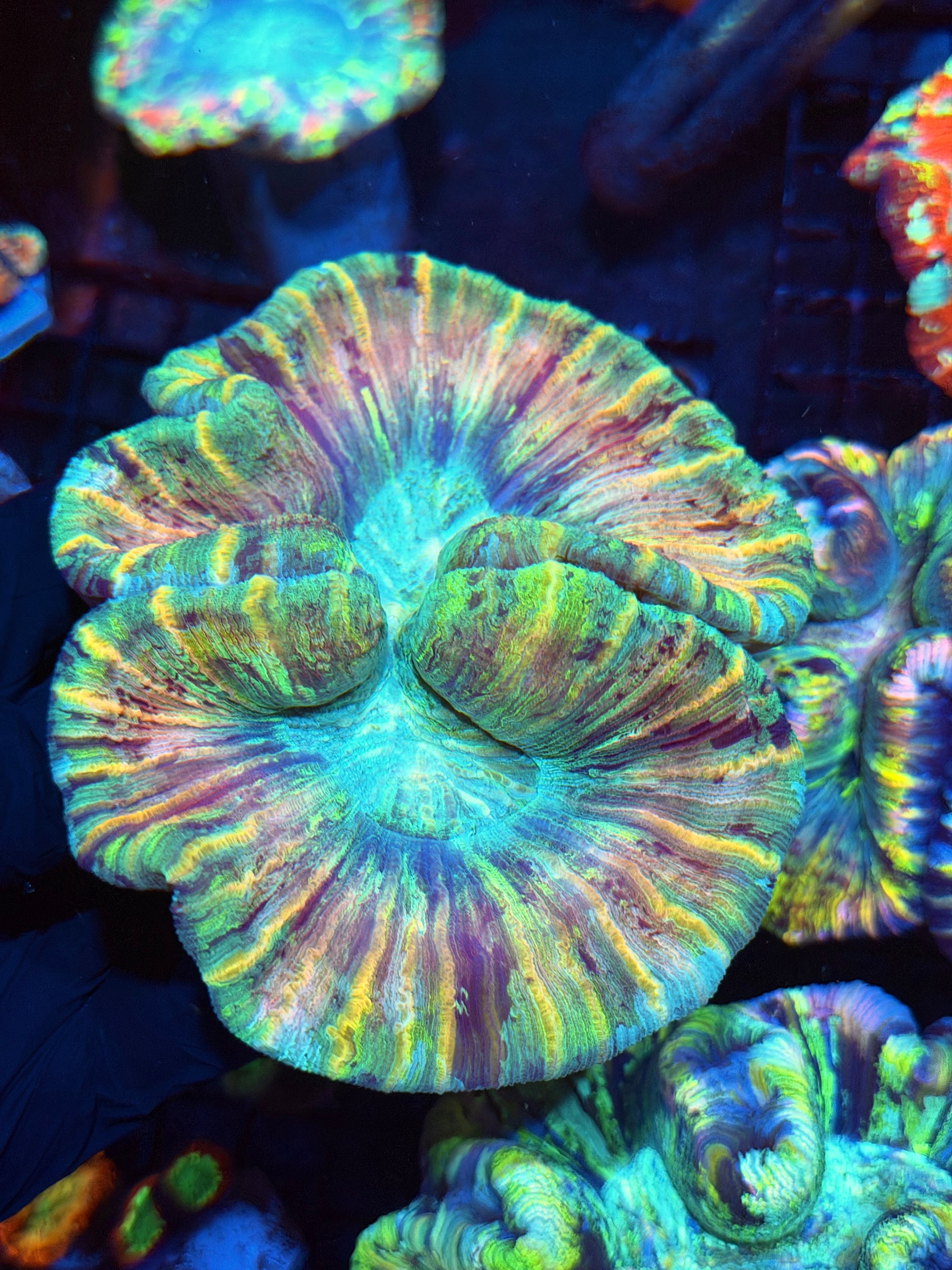 Rainbow Striped Trachyphyllia Meat Coral XL Show Piece