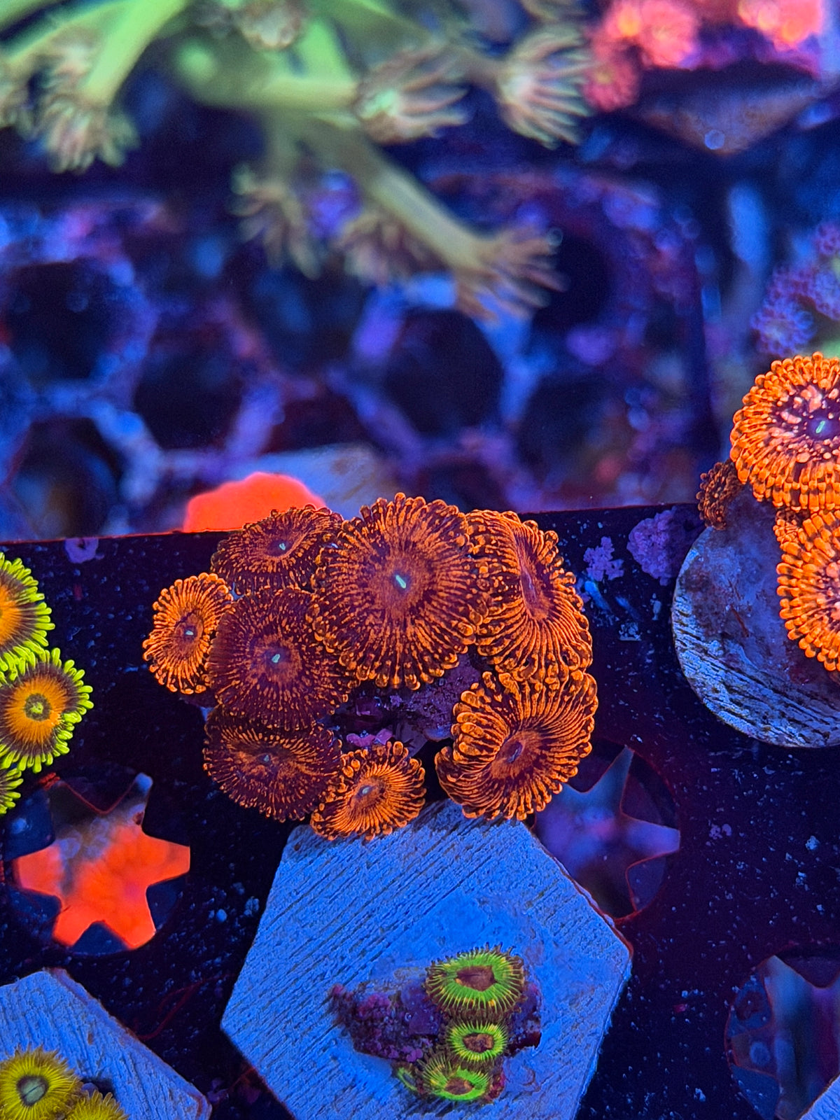 JEA Bloody Massacre Zoanthid Coral 8 Polyps 10/10