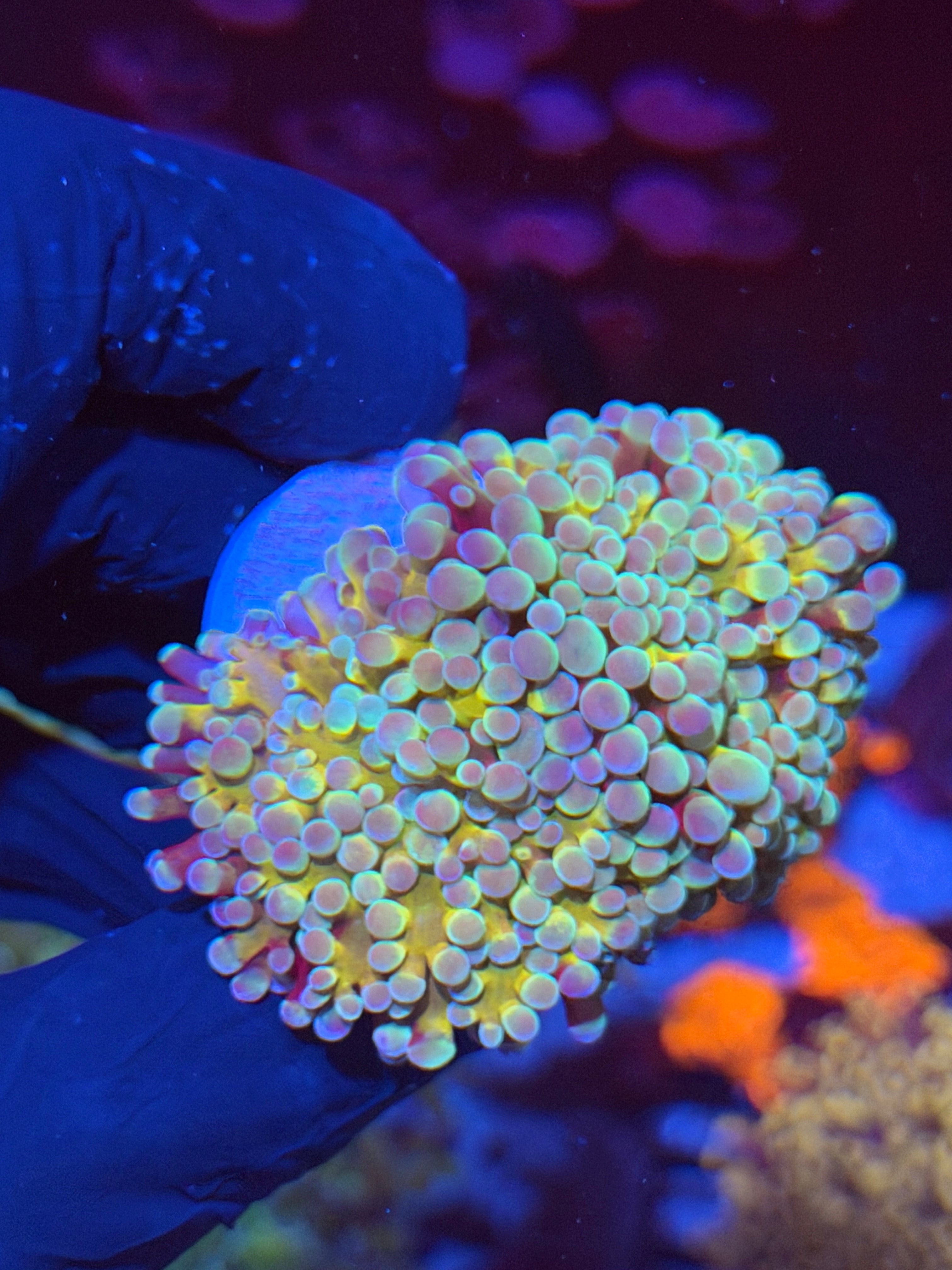 JEA Rainbow Blaster Hammer Coral 2 Heads XXL *New Release* 7/15