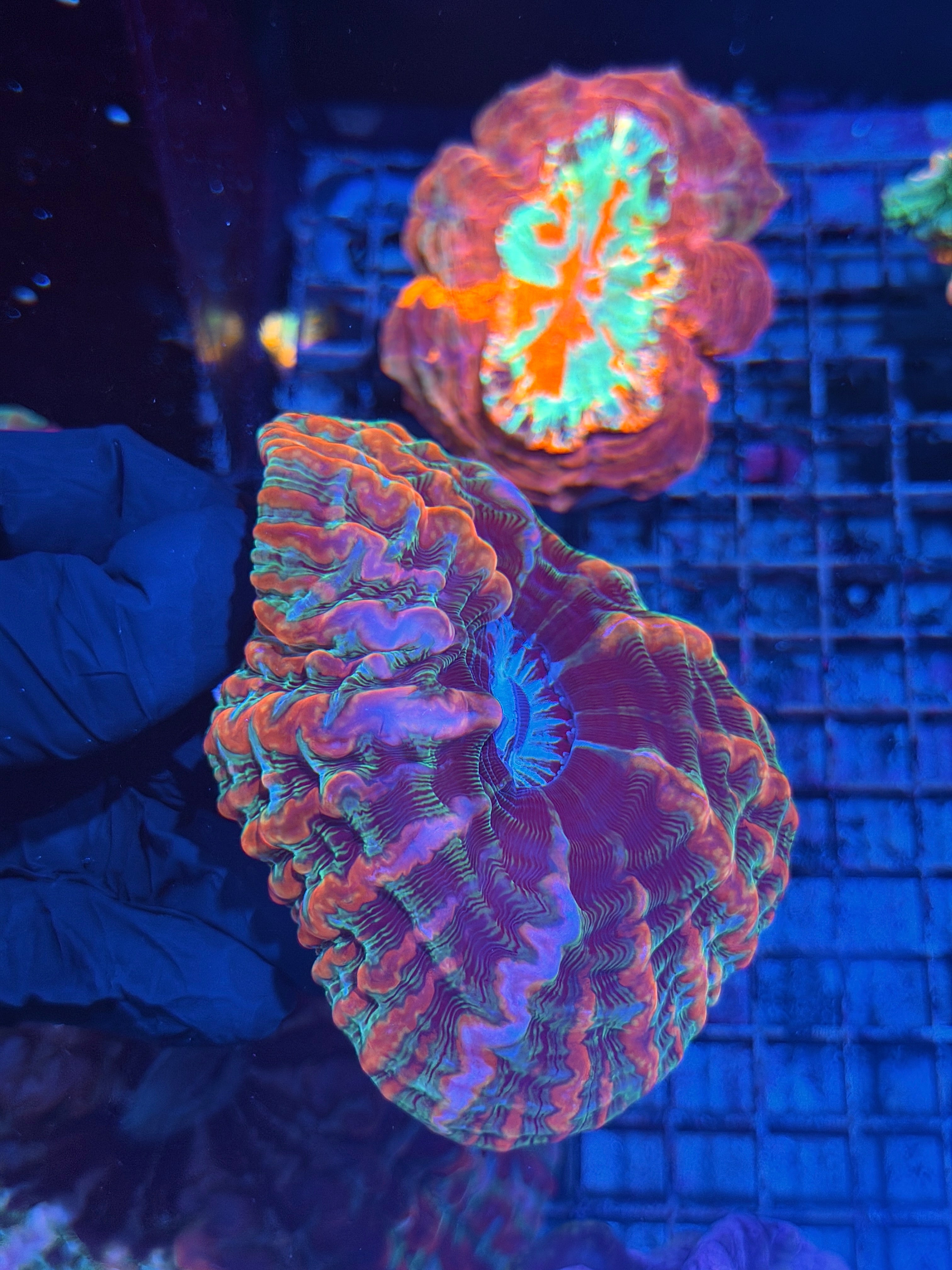 Rainbow Indophyllia Meat Coral XXL