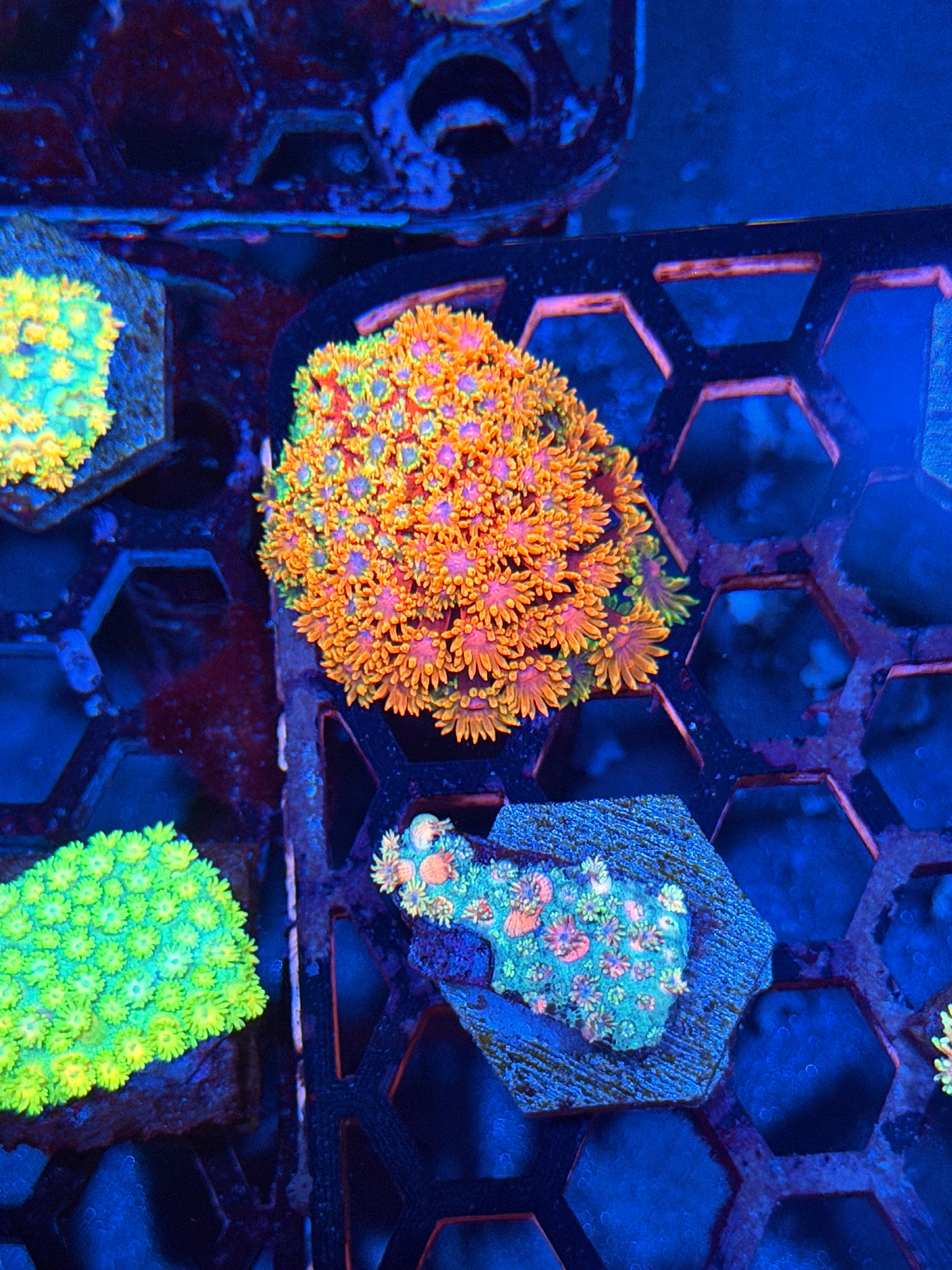 JEA Candyland Goniopora Coral