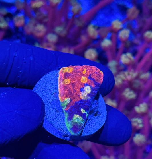 Insane Rainbow Jellybean Chalice Coral Aquacultured Crazy Eyes!