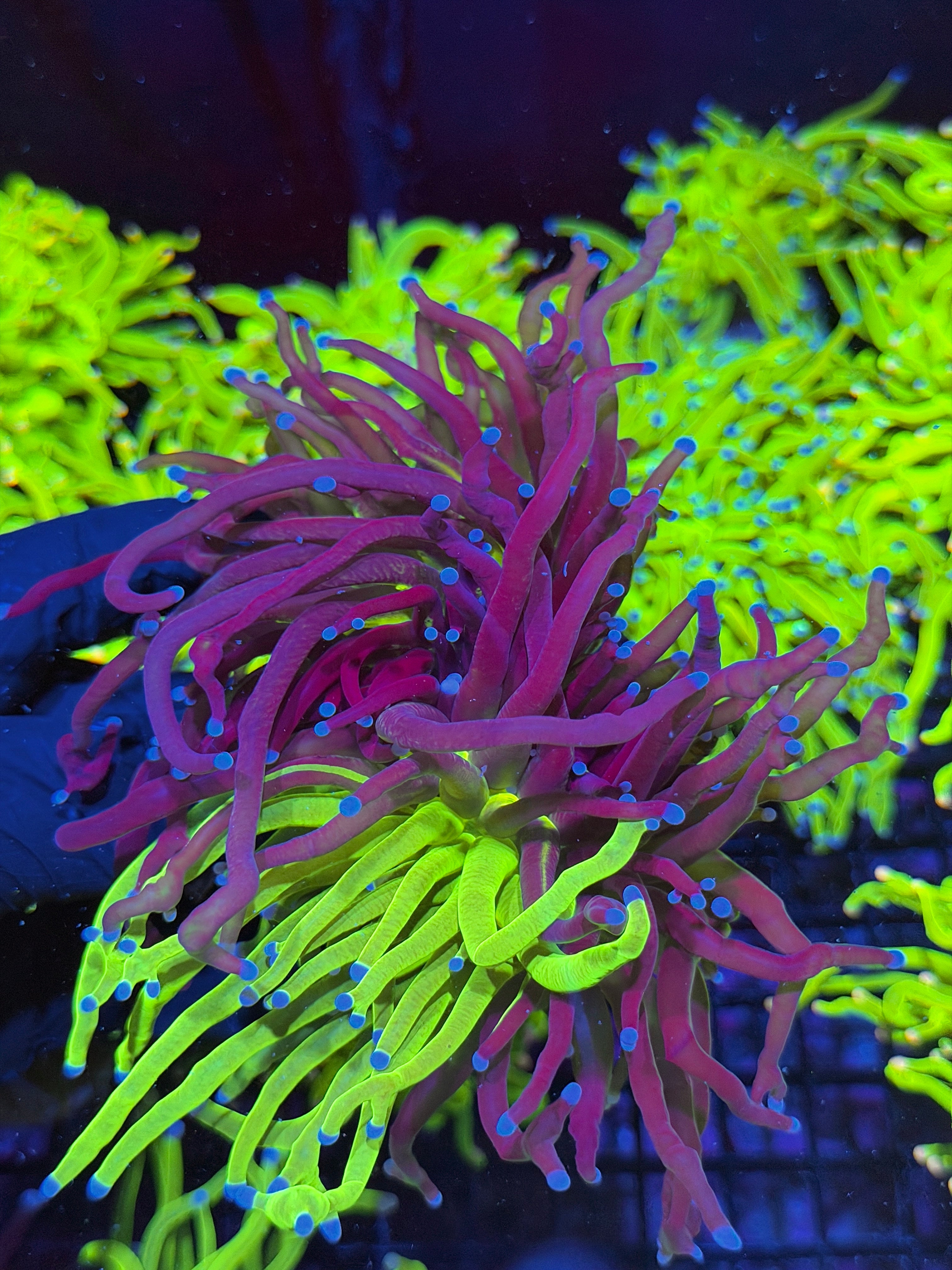 JEA Grafted Holy Grail Torch Coral 2 XXXL Heads Show Piece