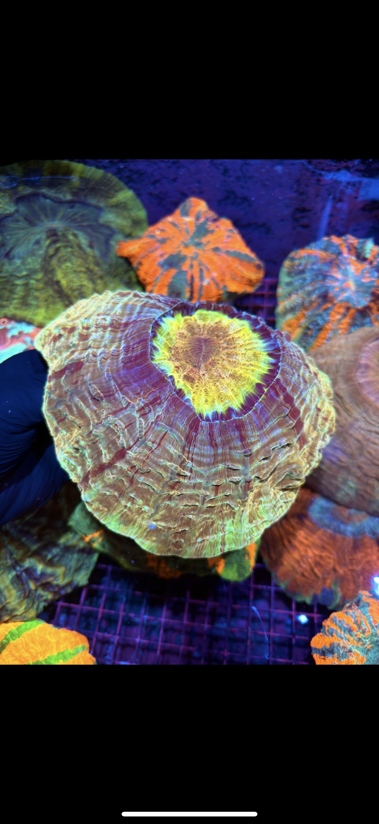 Gold Striped Acanthophyllia Meat Coral XXL Show Sized 2/24