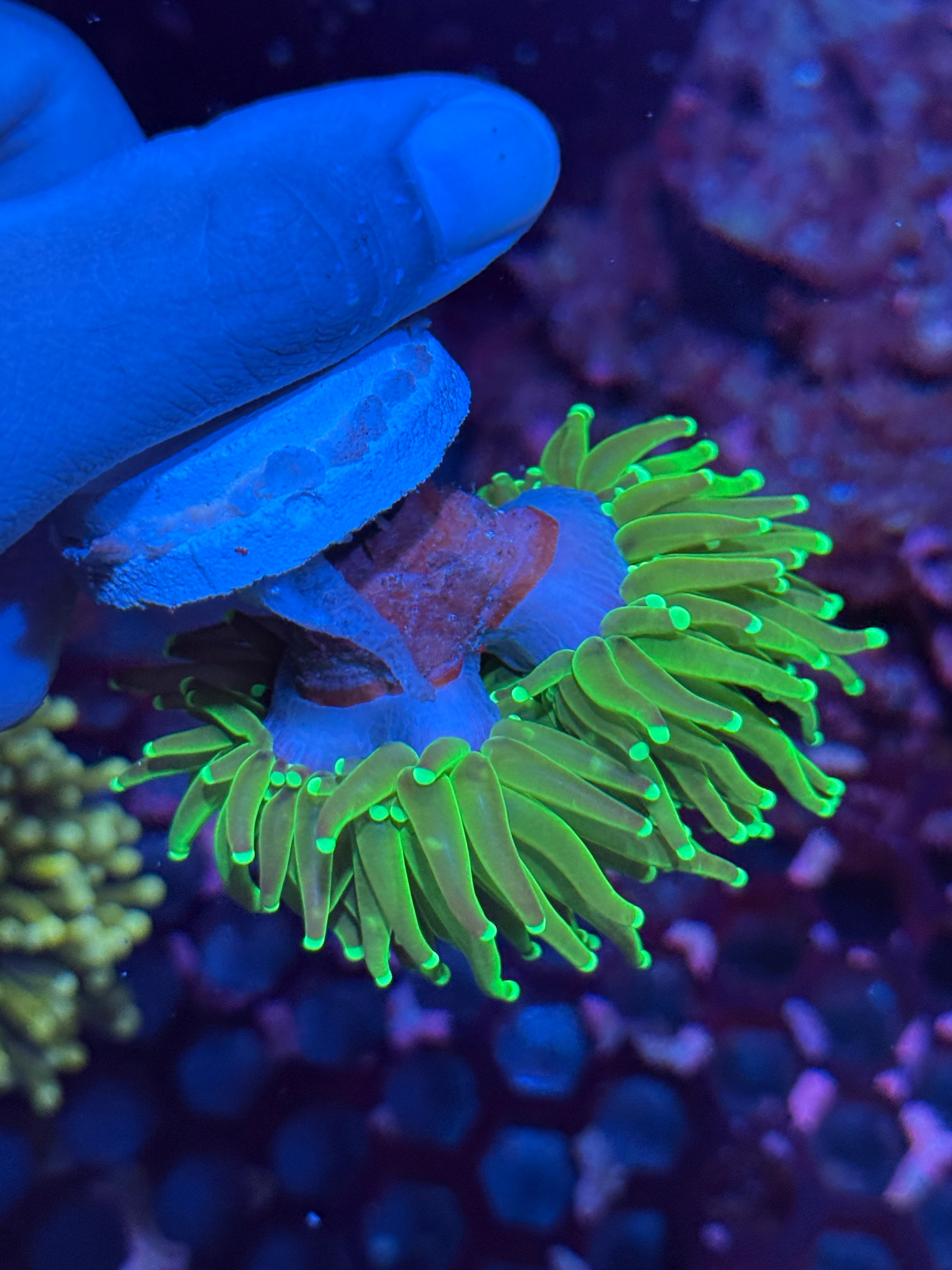 JEA Key Lime Pie Torch Coral 2 XL Heads