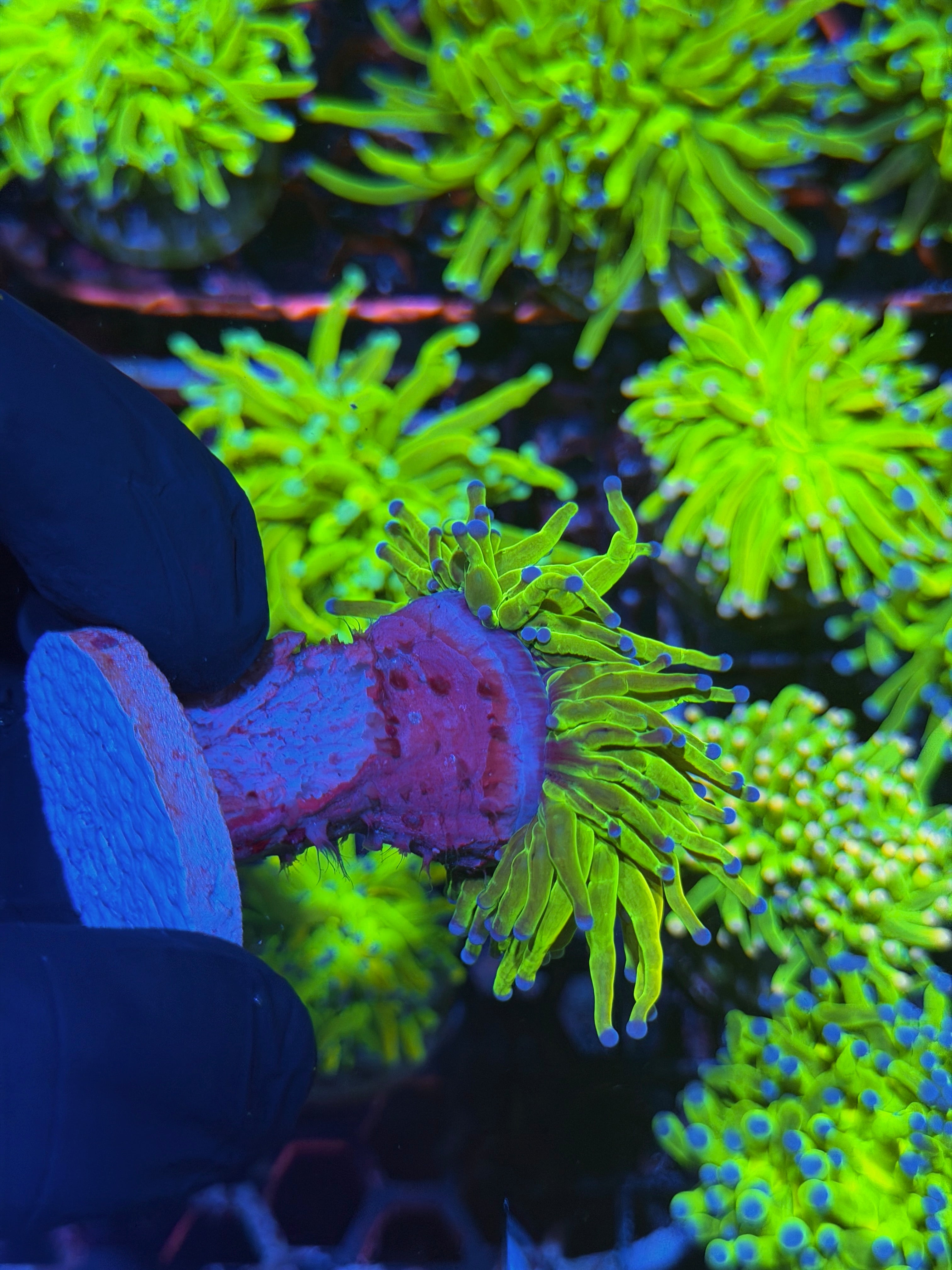 JEA Holy Grail Torch Coral 1 XL Head 7/31