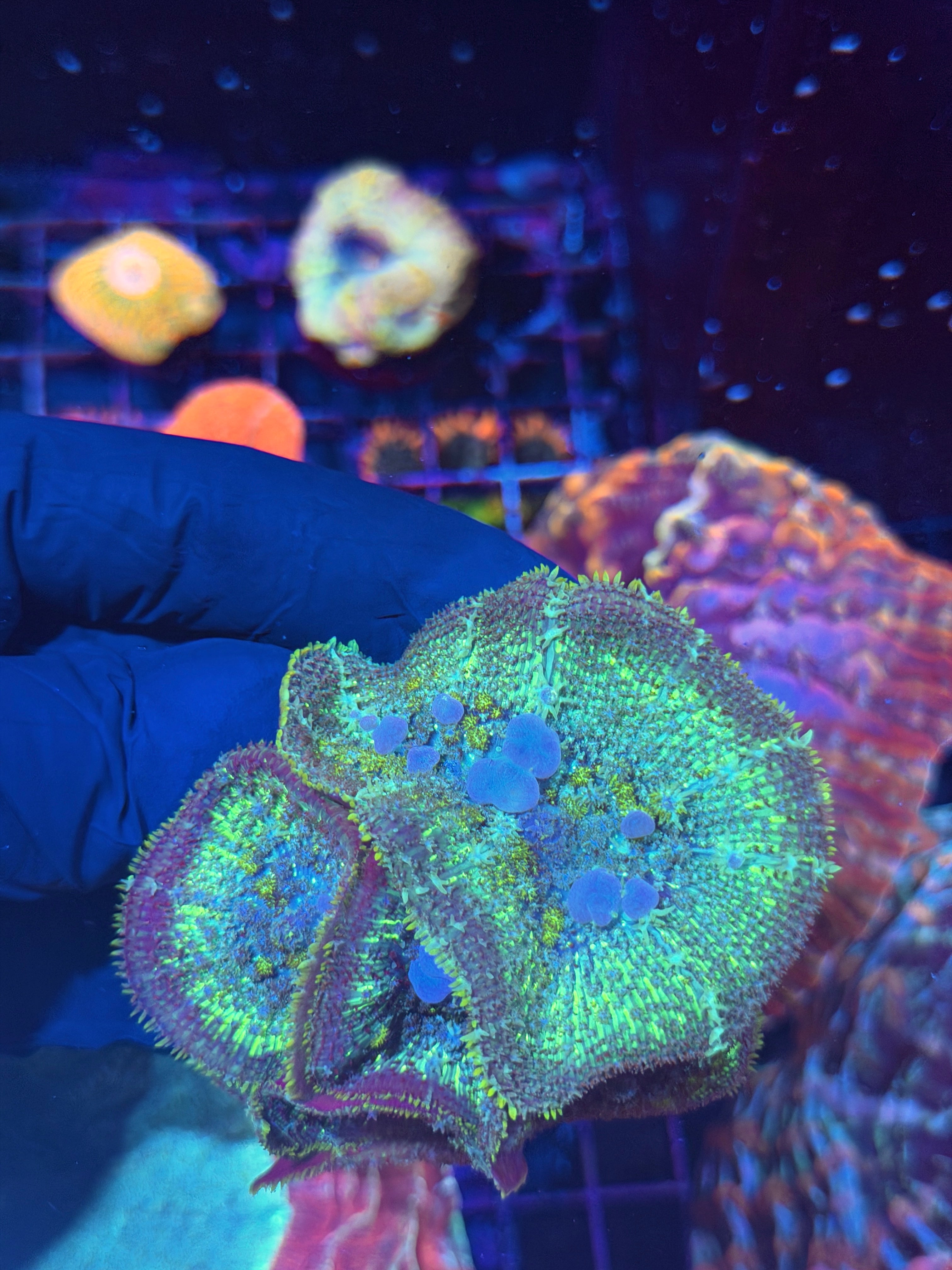 JEA Mega Man Bounce Mushroom Coral Colony XXL