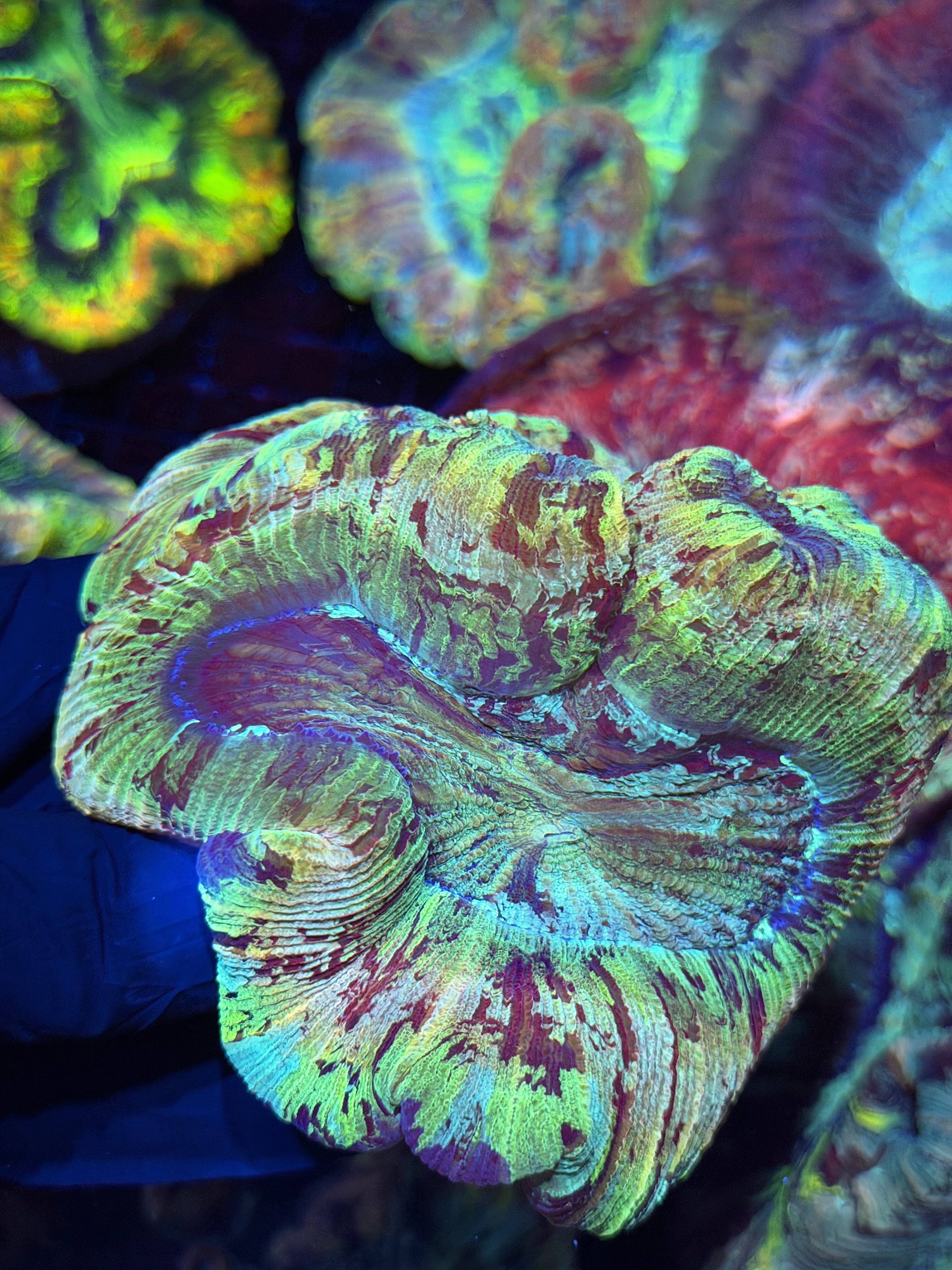 Rainbow Splatter Trachyphyllia Meat Coral XXXL Show Puece