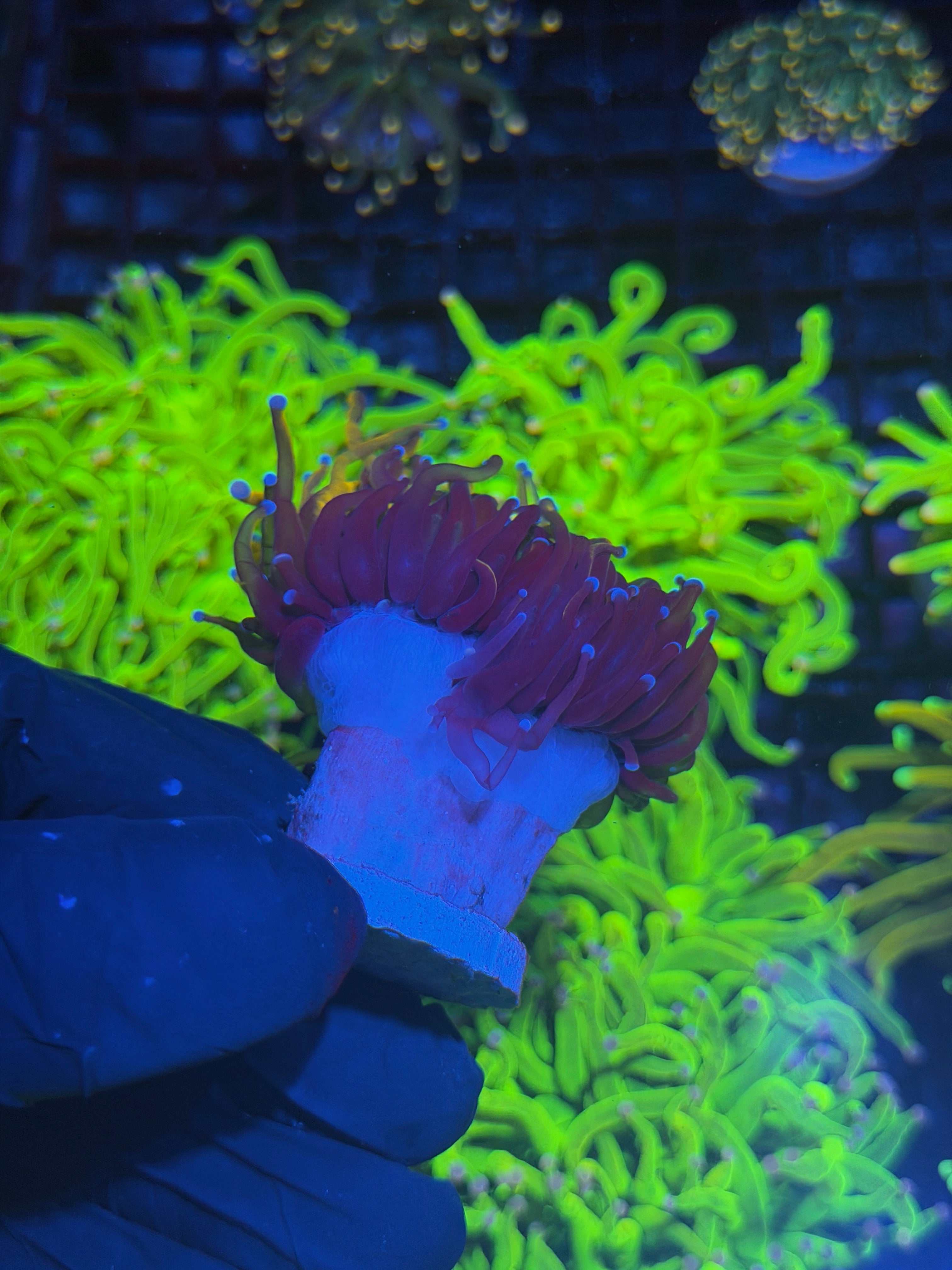 JEA Orange Peel Torch Coral 2 Heads Splitting XL