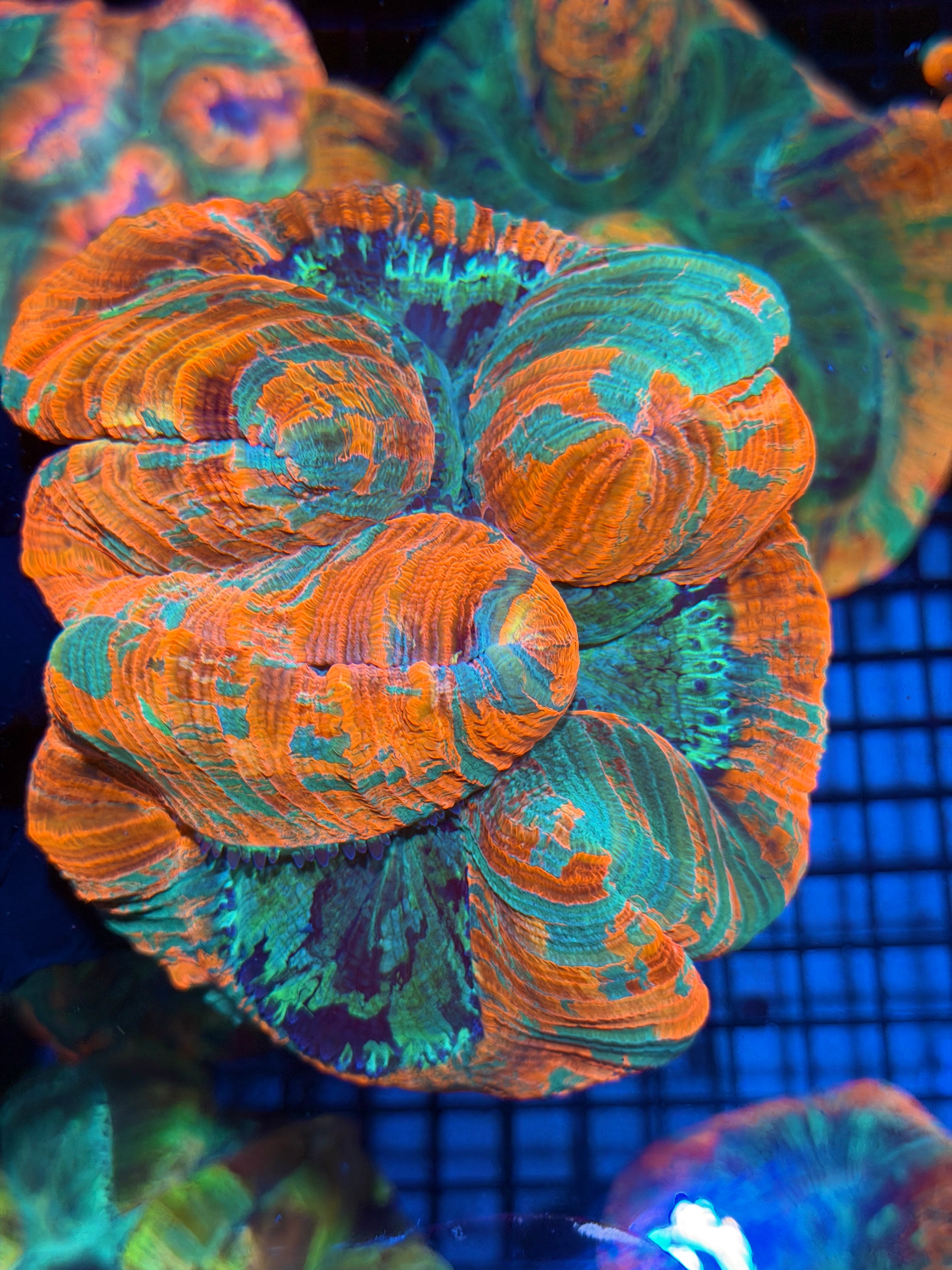 JEA Rainbow Indo Trachyphyllia Meat Coral XXL 11/28