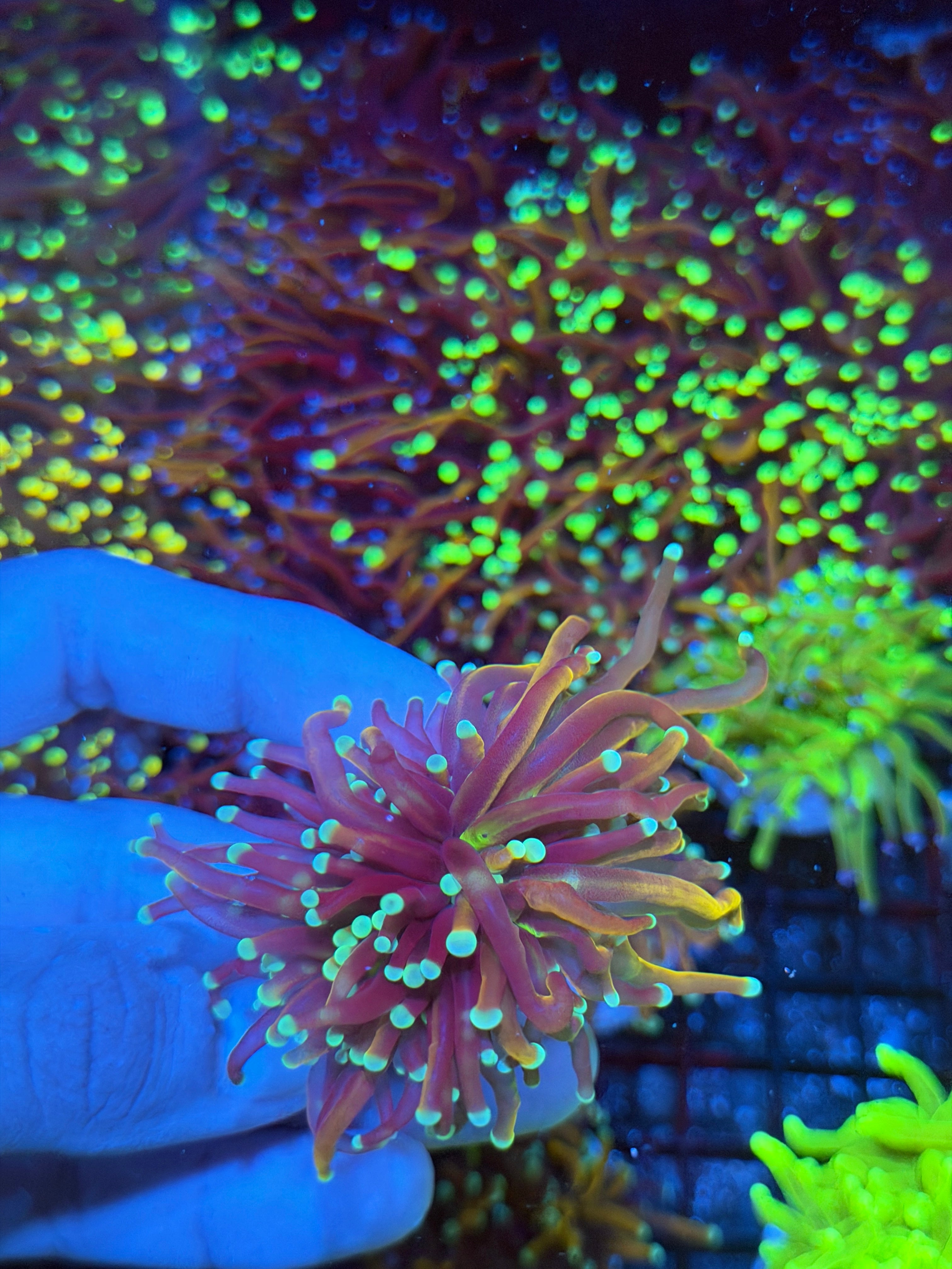 JEA Subzero Torch Coral 1 XL Head Splitting New Release 9/5