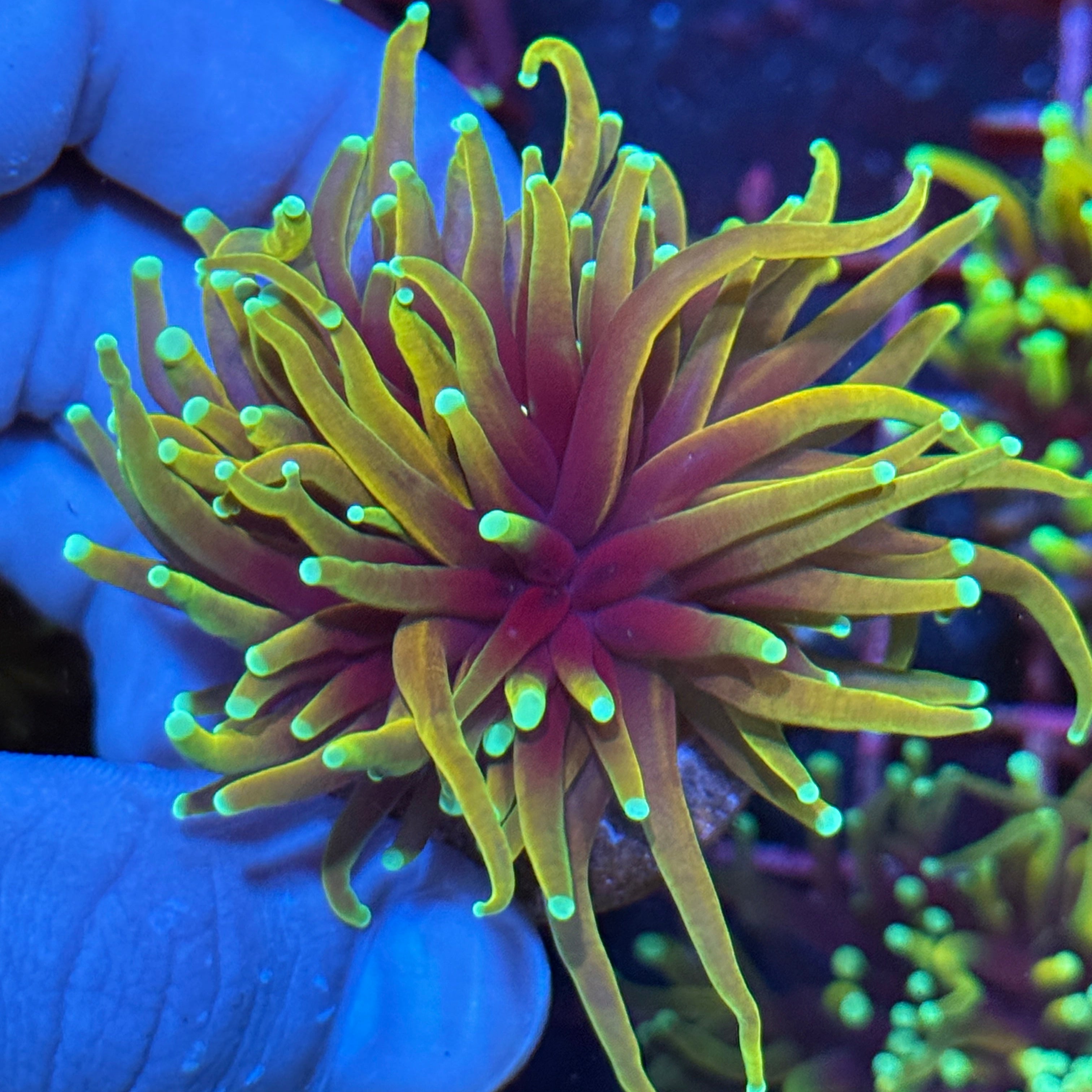 JEA Inferno Gold Torch Coral 1 XL Head 10/12
