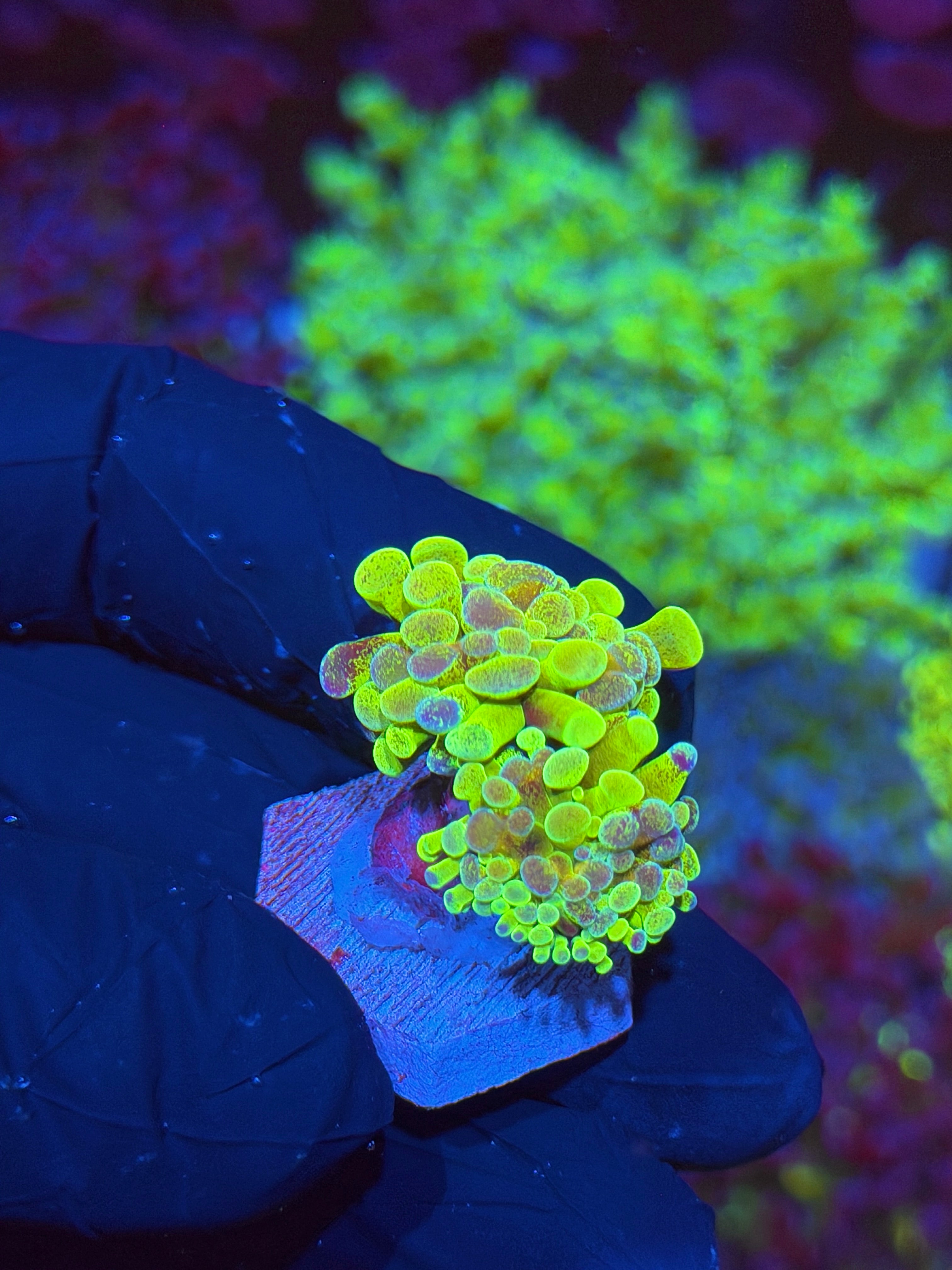 JEA Pixie Dust Hammer Coral 2 Heads XL 6/4