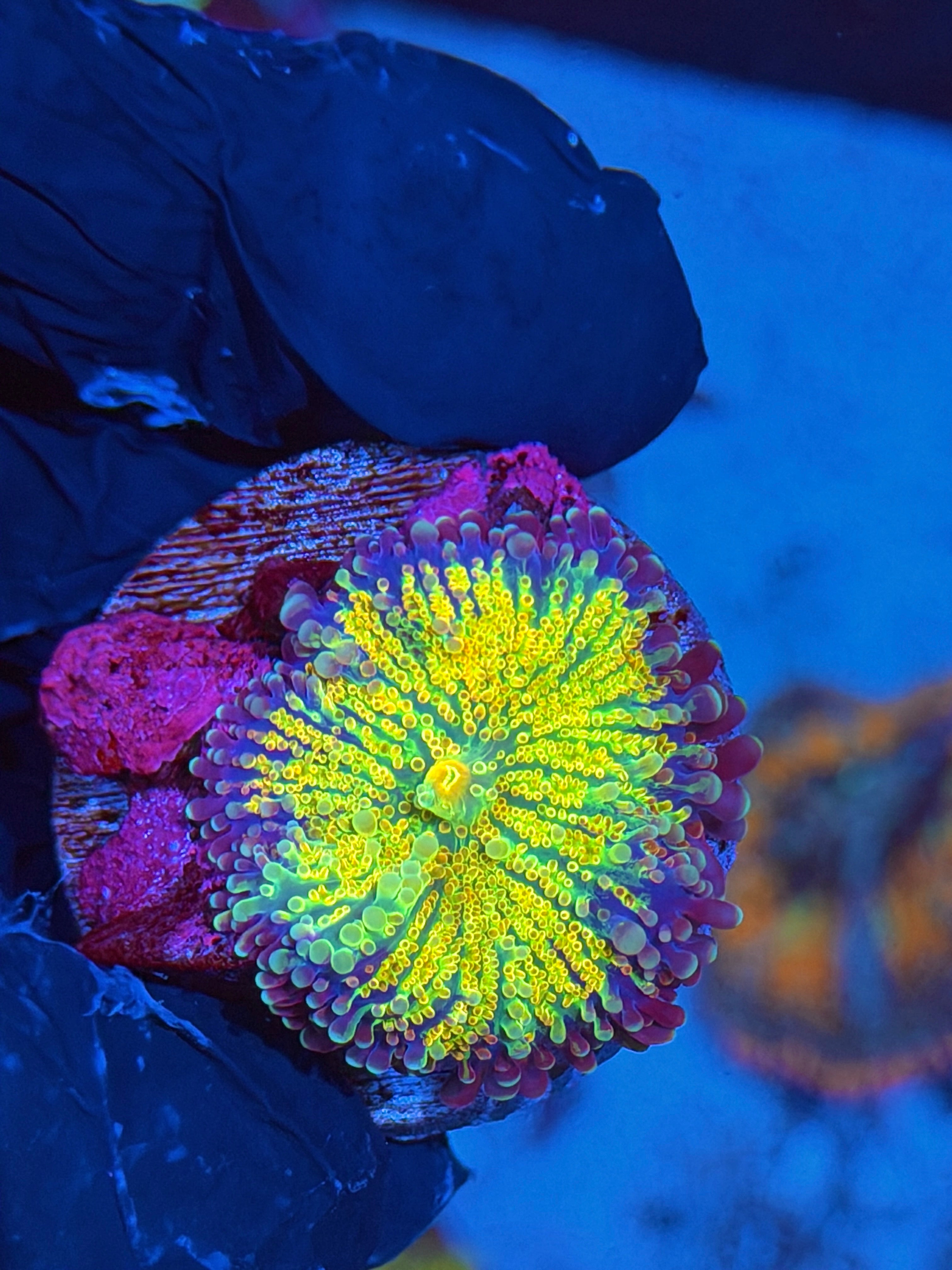JEA Rainbow Magma Yuma Mushroom Coral