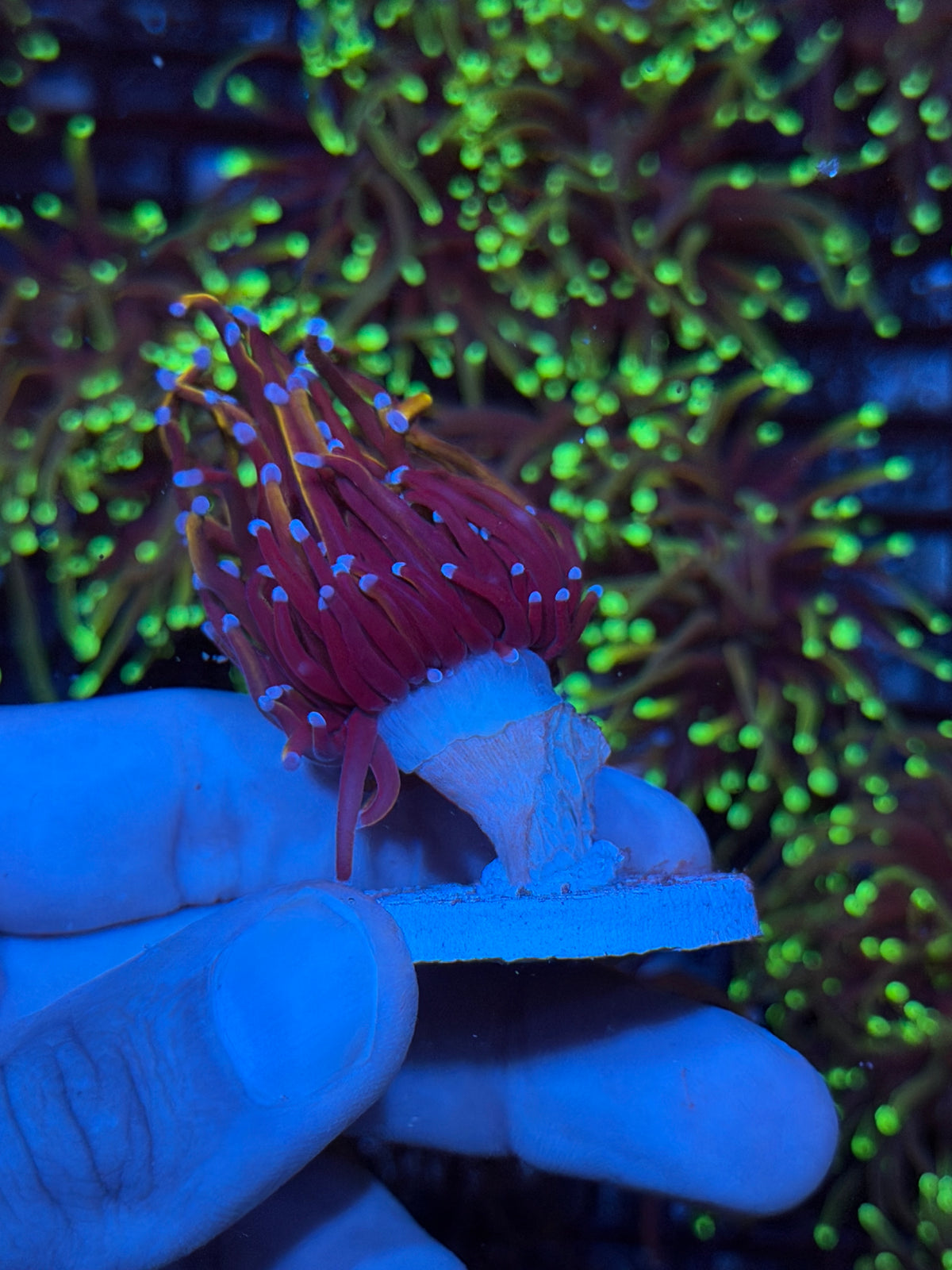 JEA Orange Peel Torch Coral 1 Head XL 9/21