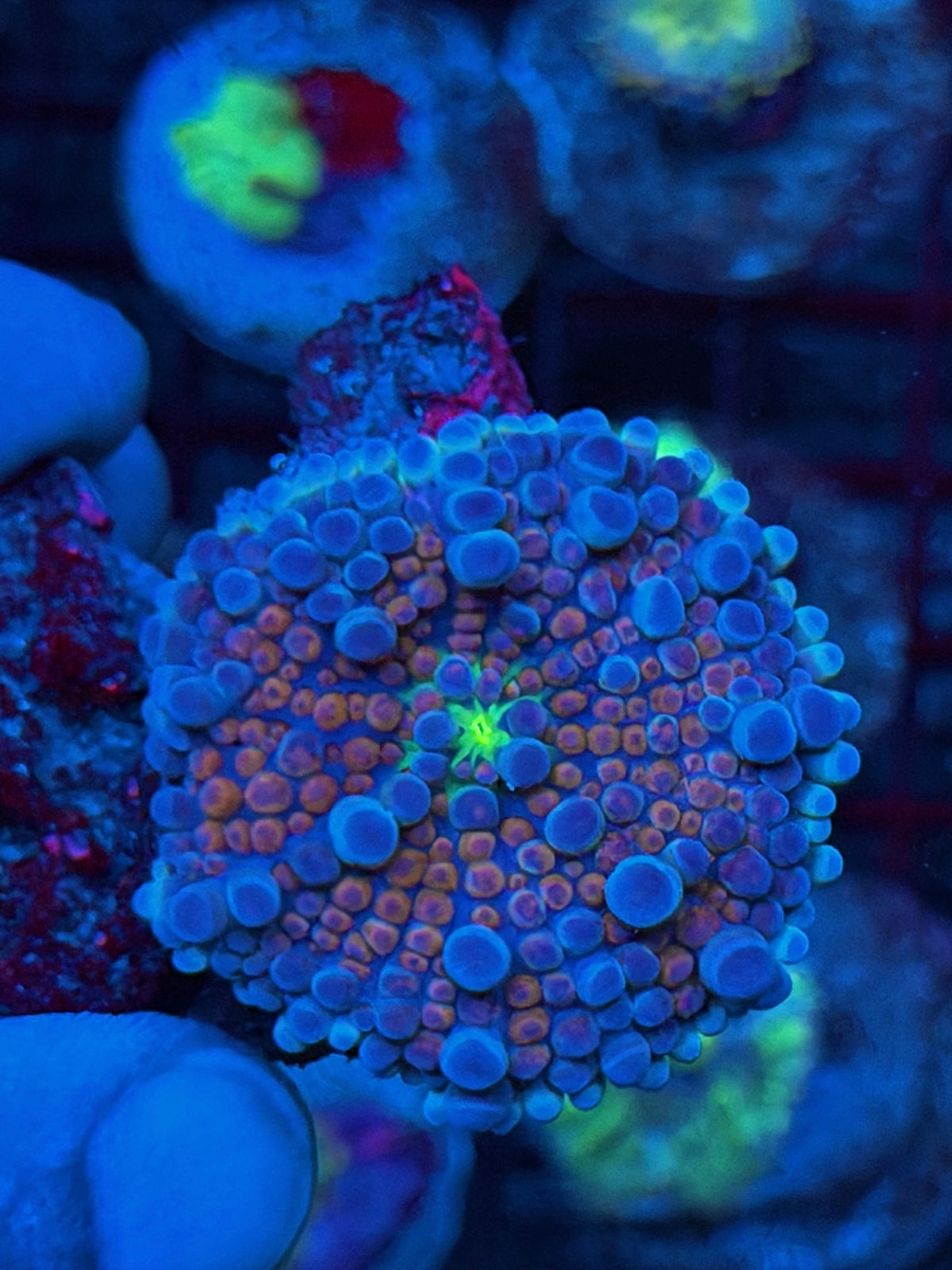JEA Spider-Man Yuma Mushroom Coral XL 9/22