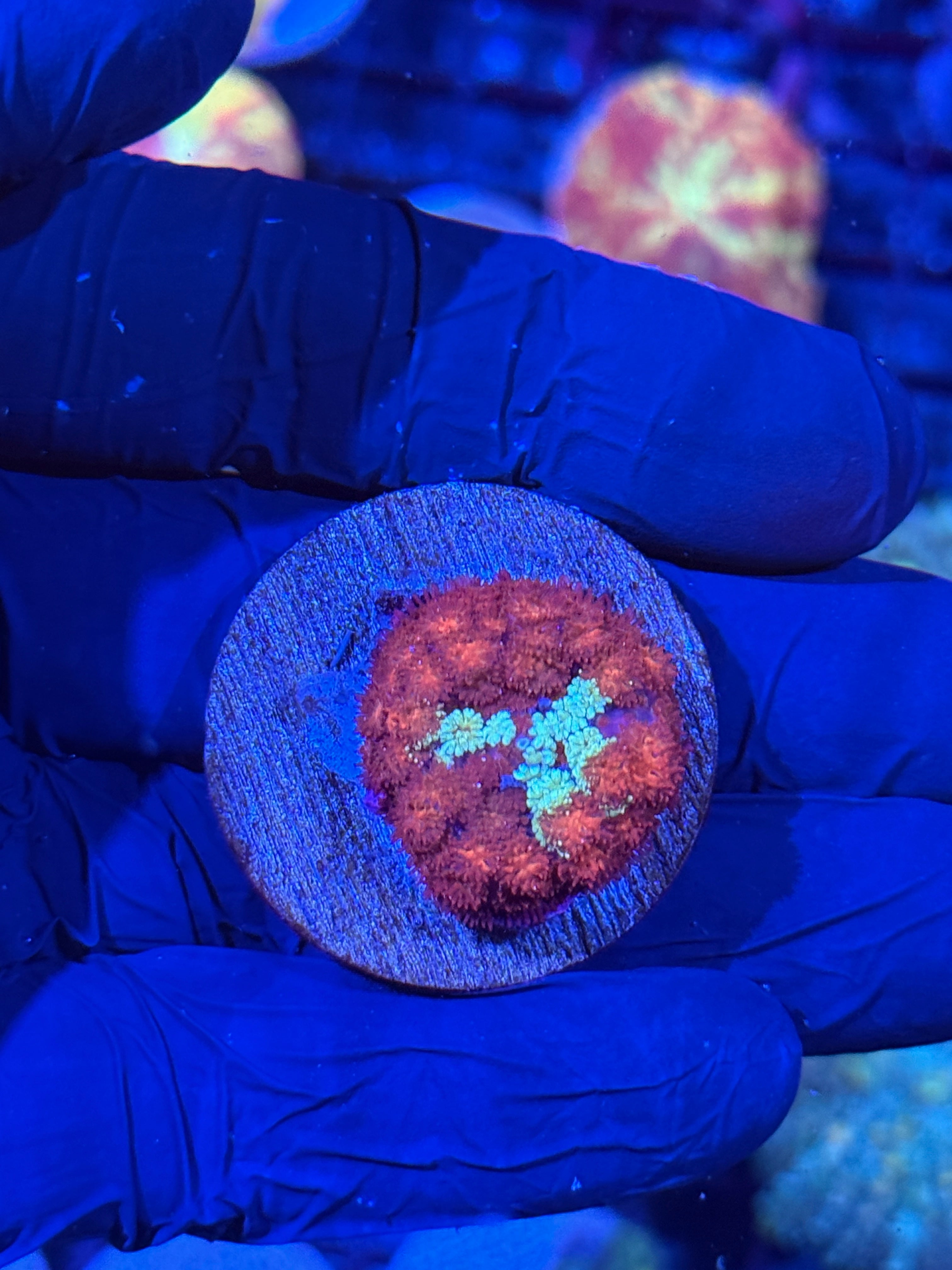 JEA Daredevil Pincushion Mushroom Coral 7/2