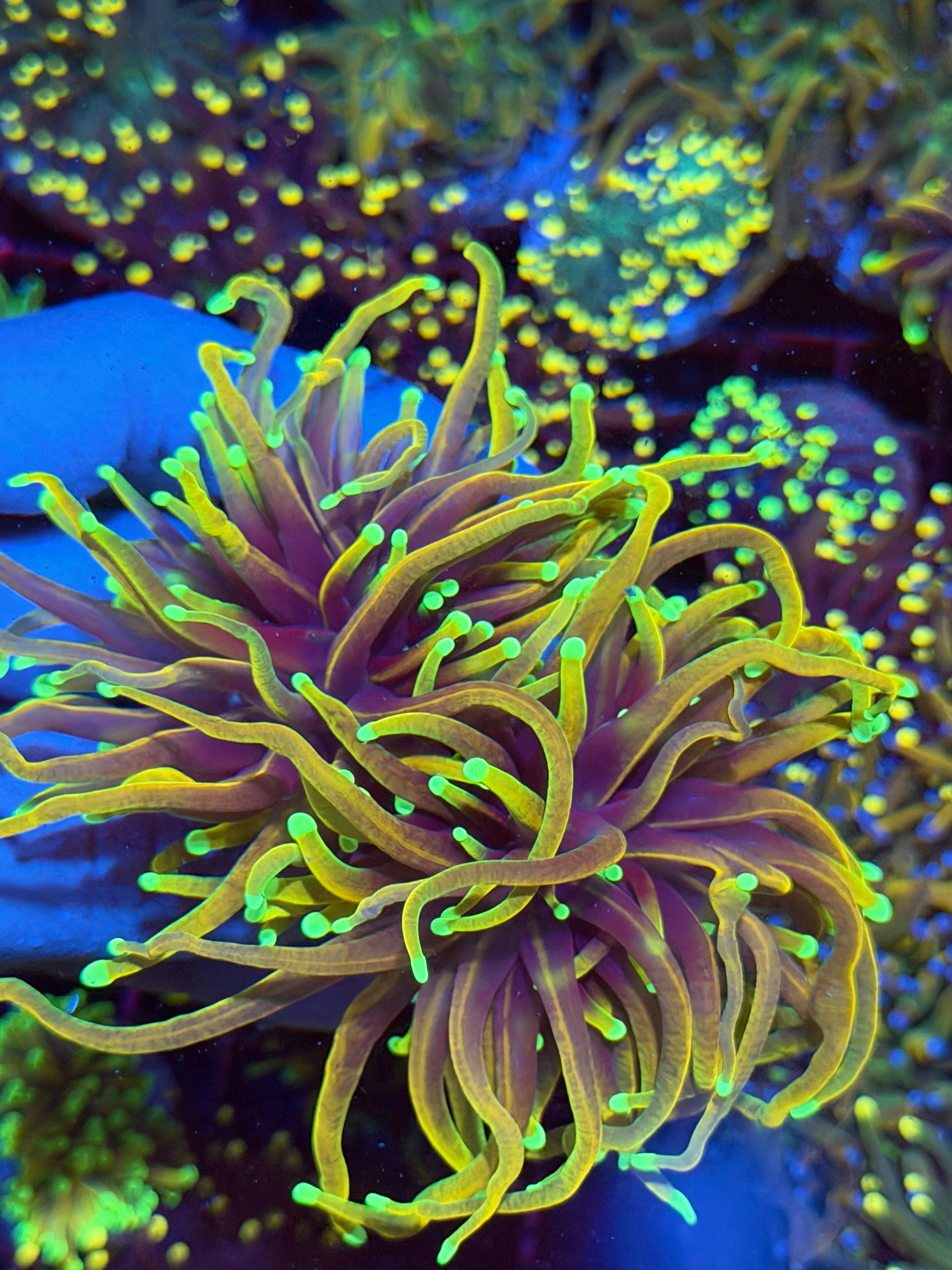 JEA Dragon Fire Torch Coral 2 Heads XXXL