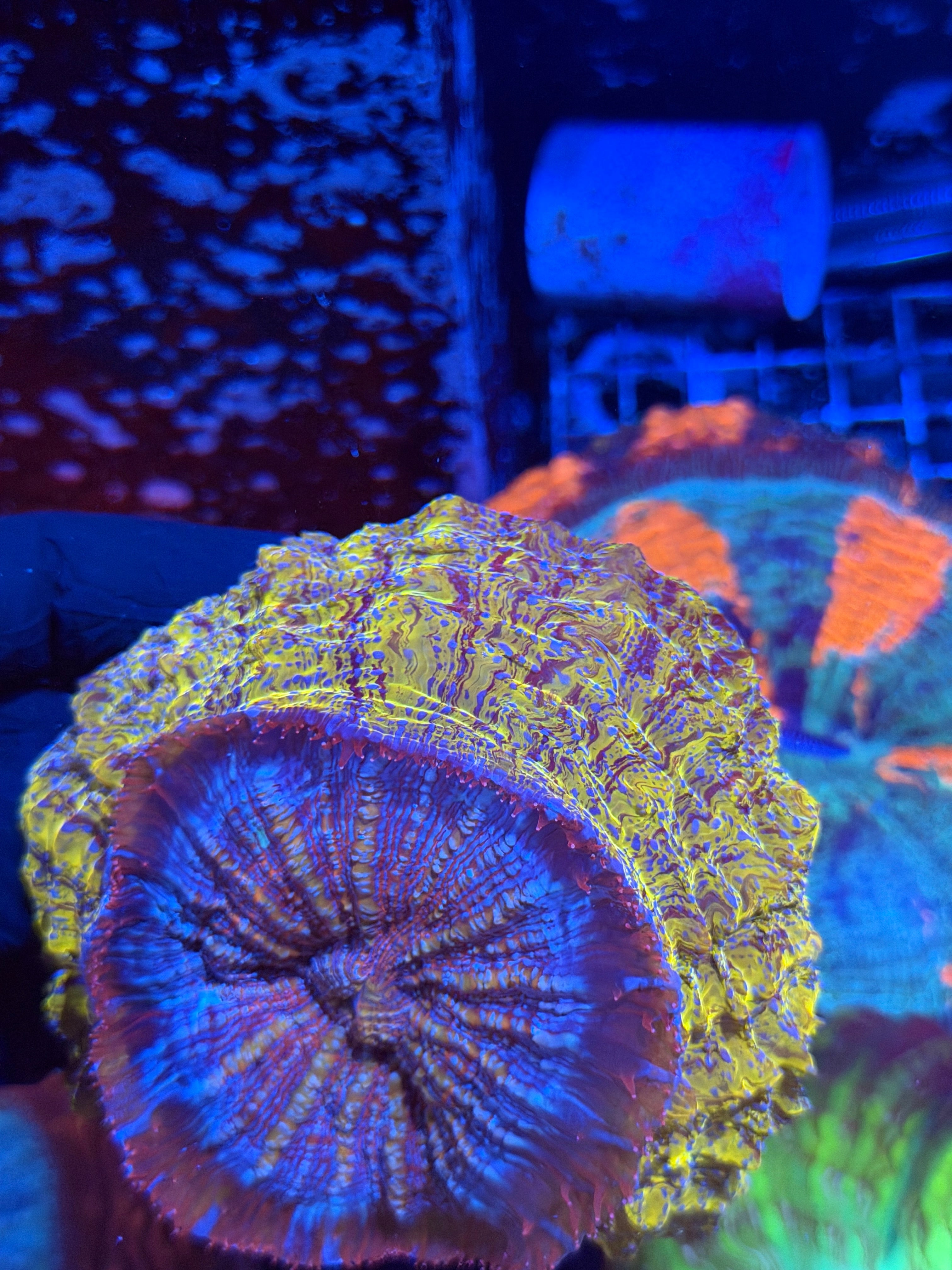 Yellow / Purple Striped Acanthophyllia Meat Coral XL