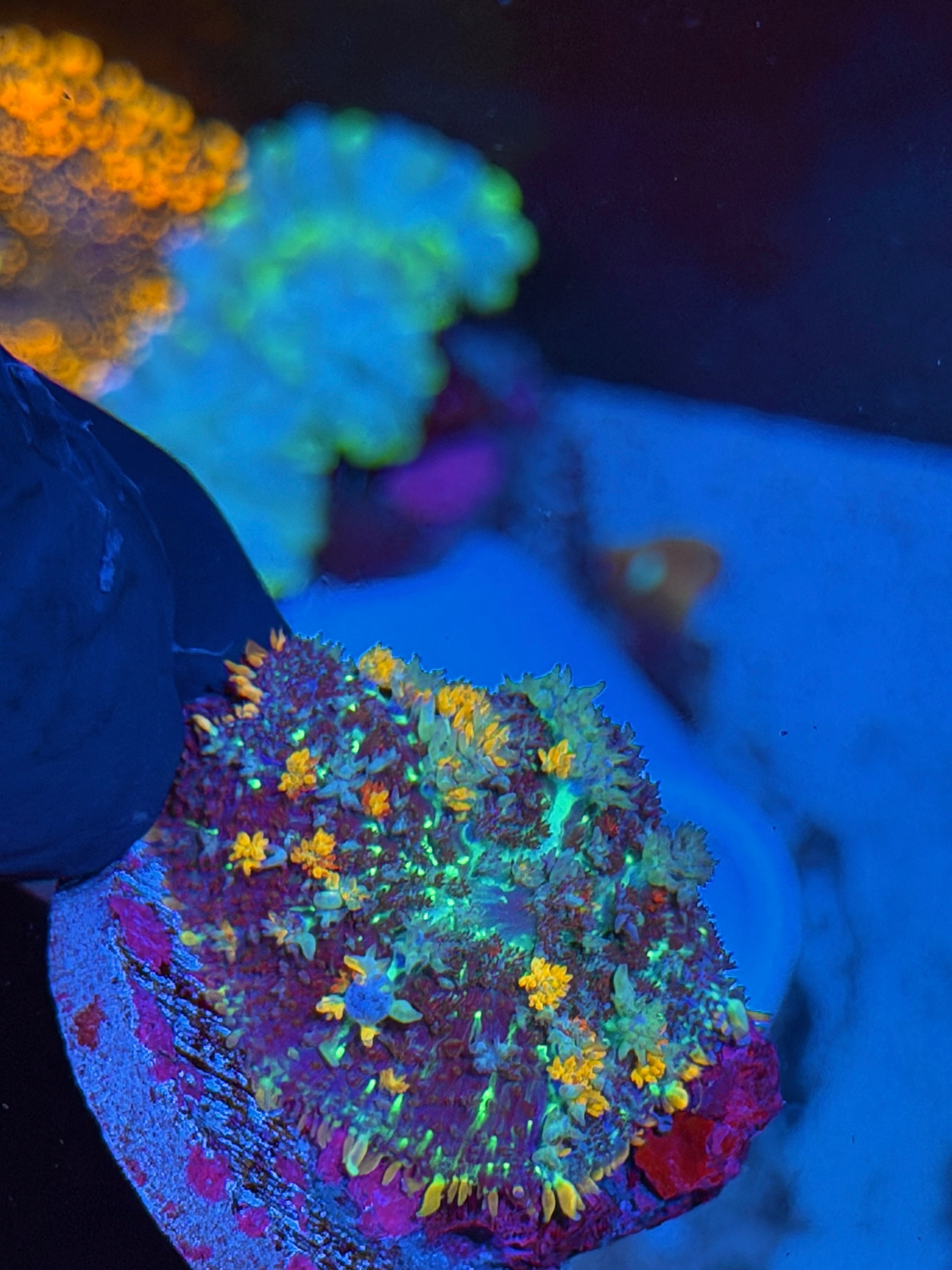 JEA Berserker Bounce Mushroom Coral XL